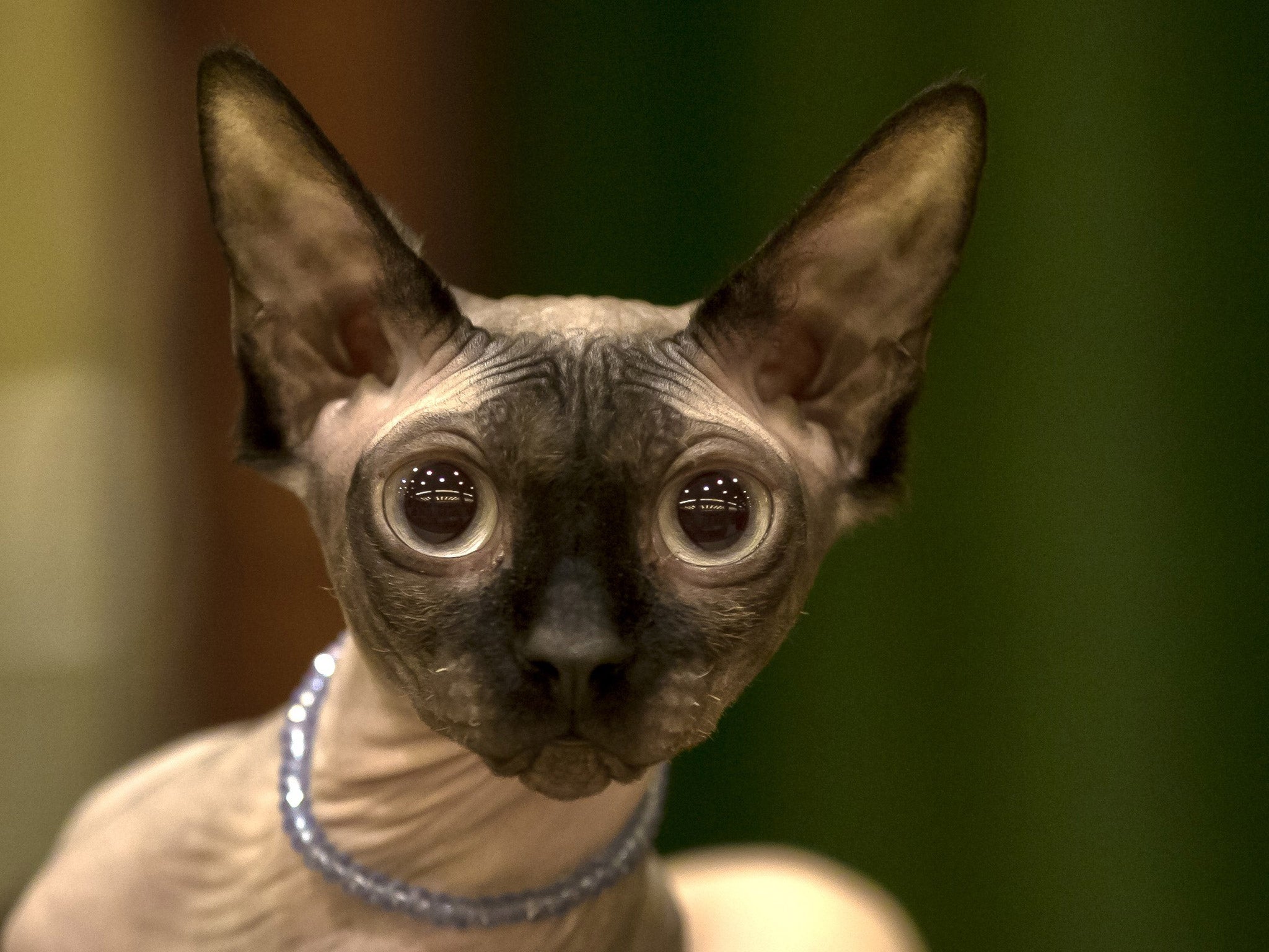 A Canadian Sphynx cat waits for its turn to be evaluated by a judge