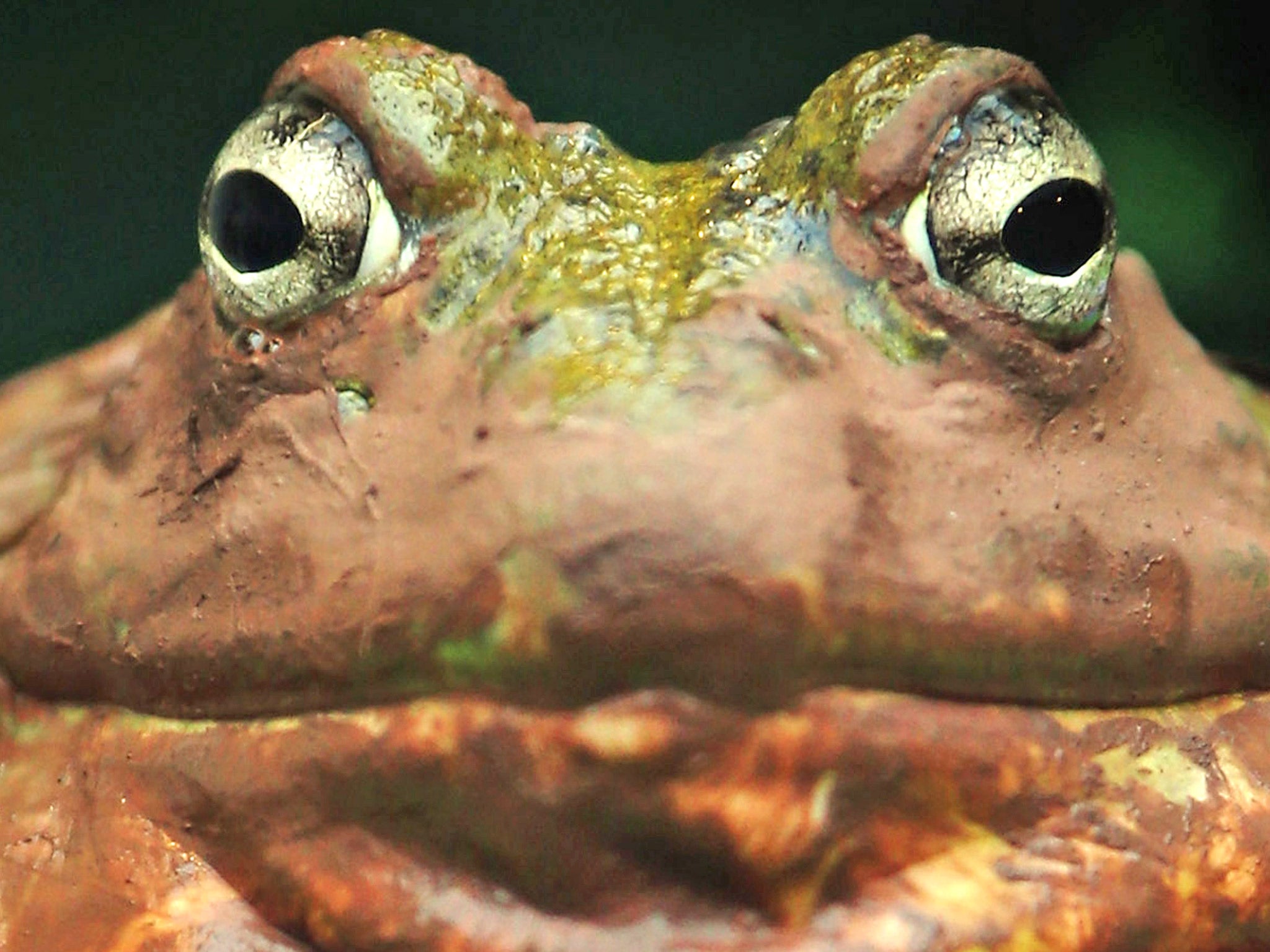 Paul Marinaccio said he felt like a prisoner in his own home. 'I can’t get in my garage because of the frogs. They’re right in front of the damn door,' the road construction company owner said