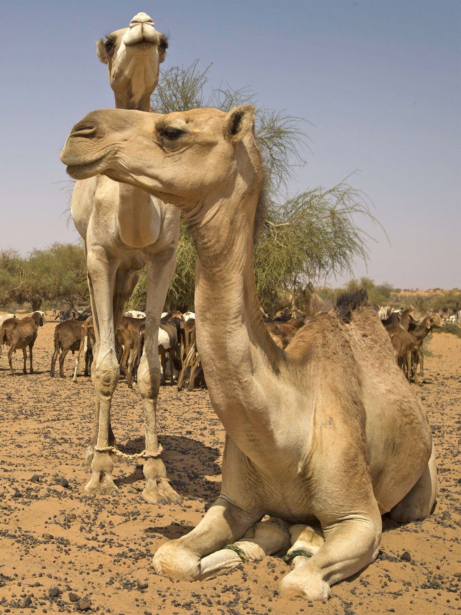 President Hollande was given the first camel in February