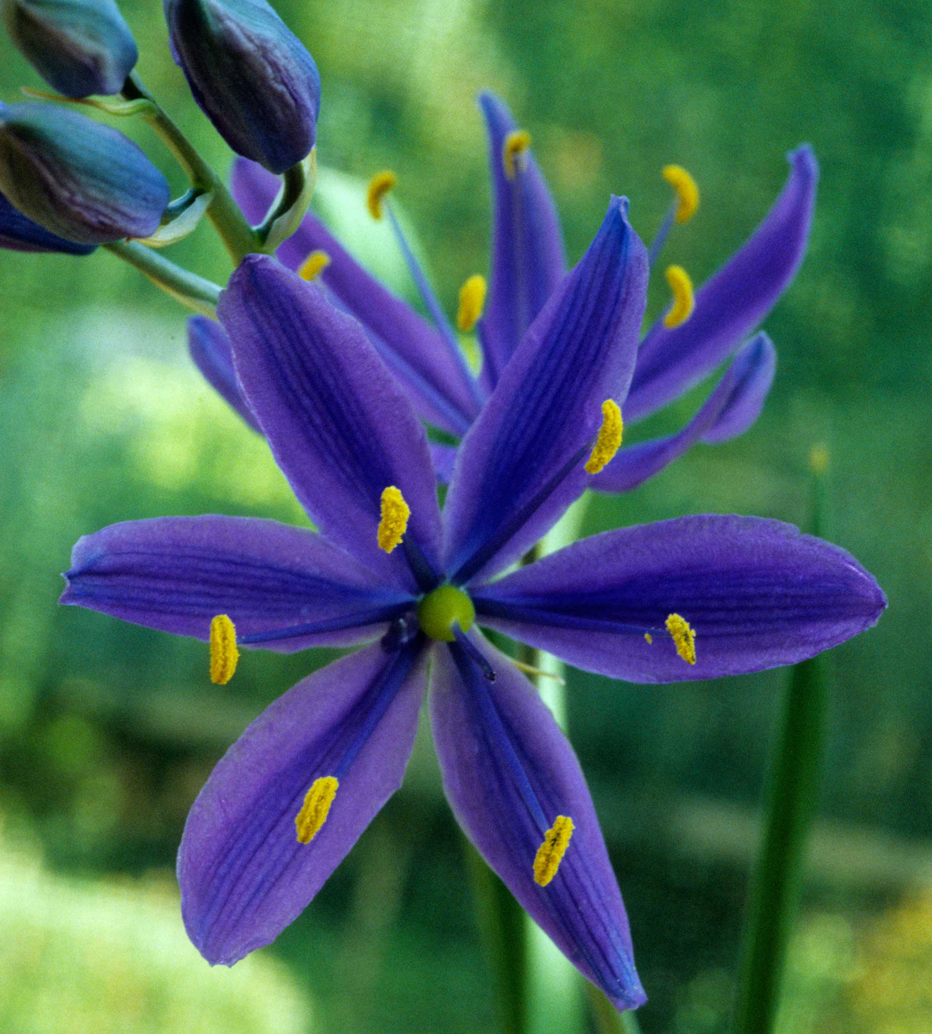 Camassia will naturalise in grass, sending up thick blue spikes of flower in June and July