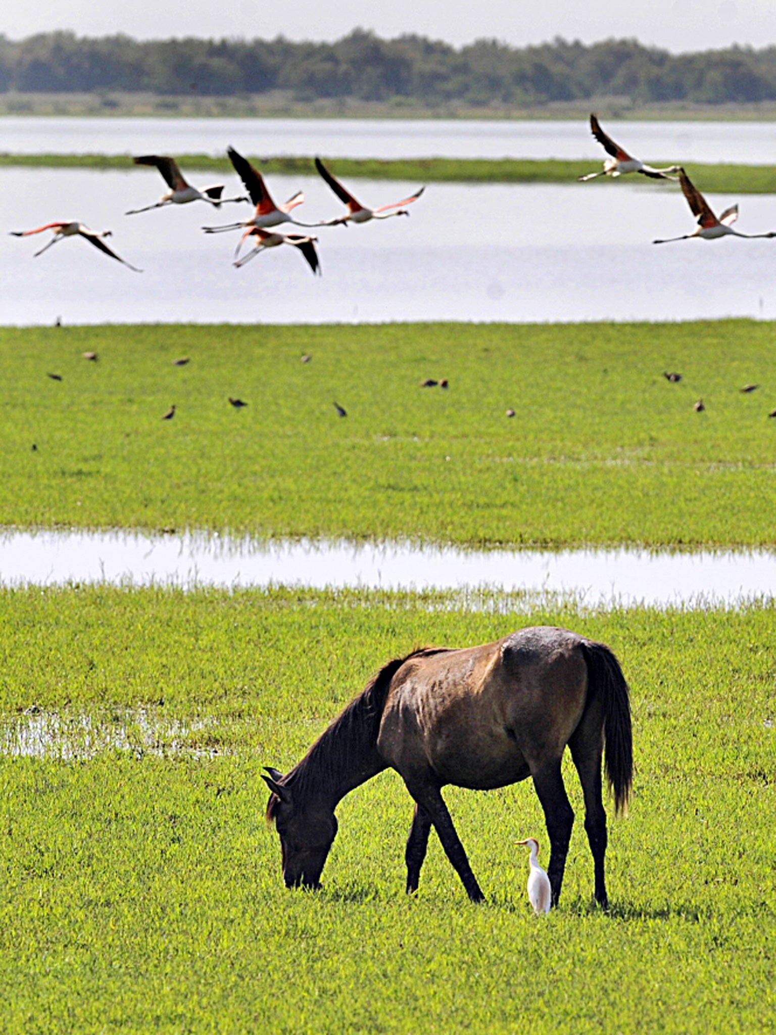 Biodiverse Doñana