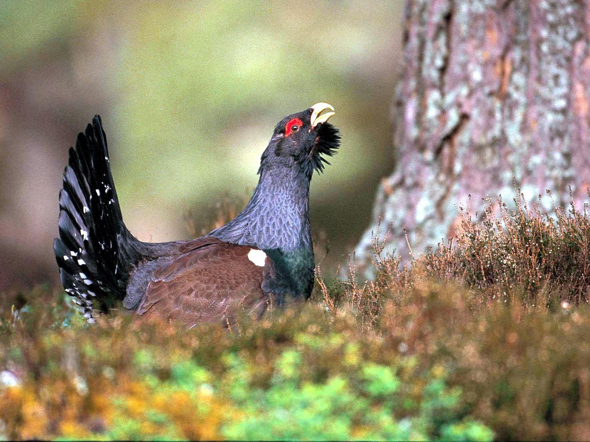 Now you see him: the elusive capercaillie