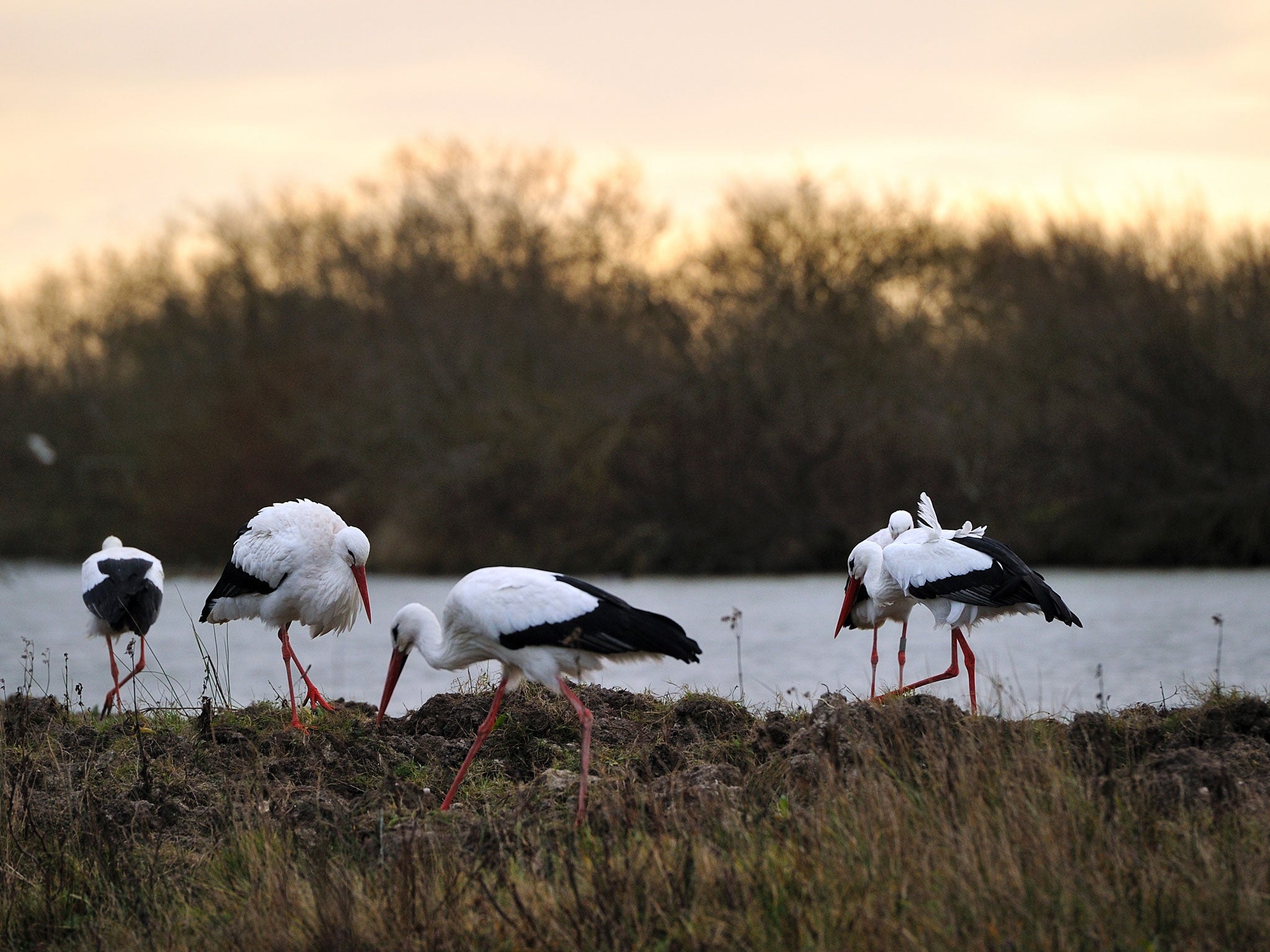 Beak district: Storks are among the abundant birdlife in the Parc du Marquenterre