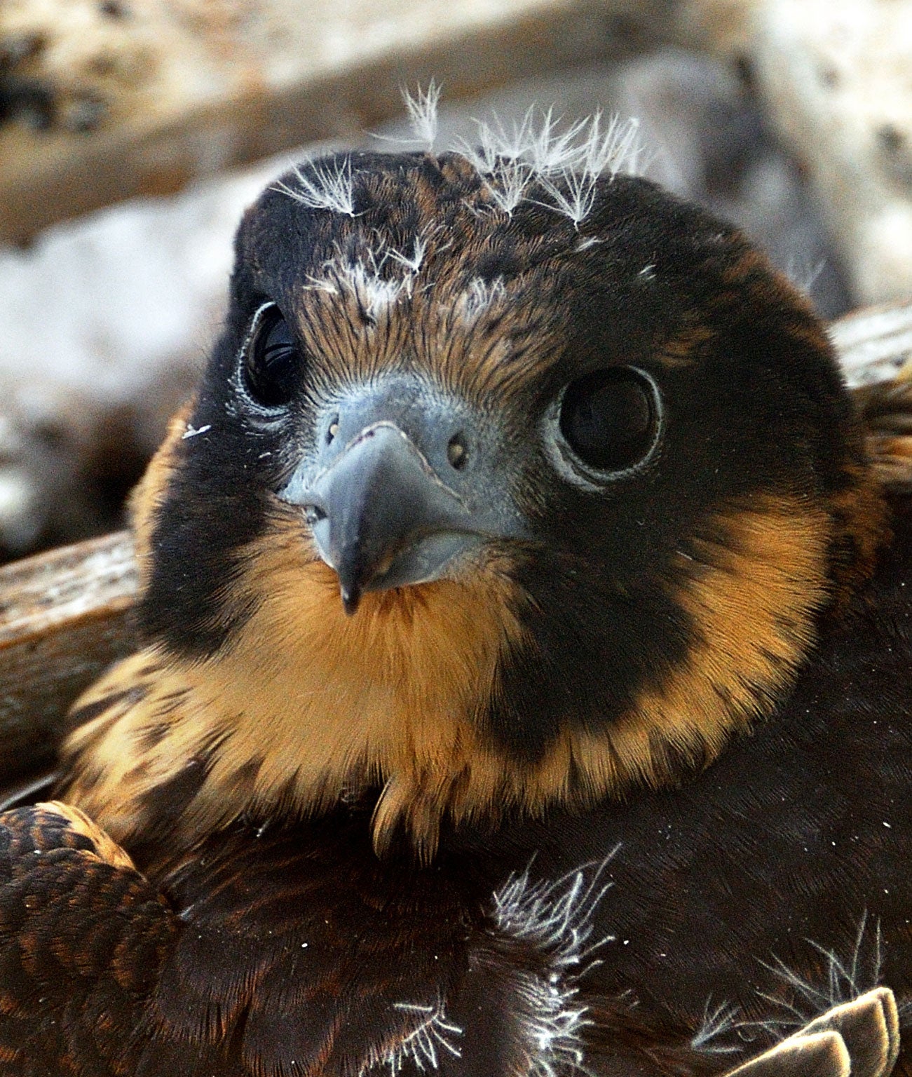 A mobile phone transmitter in Southampton has been switched off after a Peregrine Falcon chose the site for its nest.