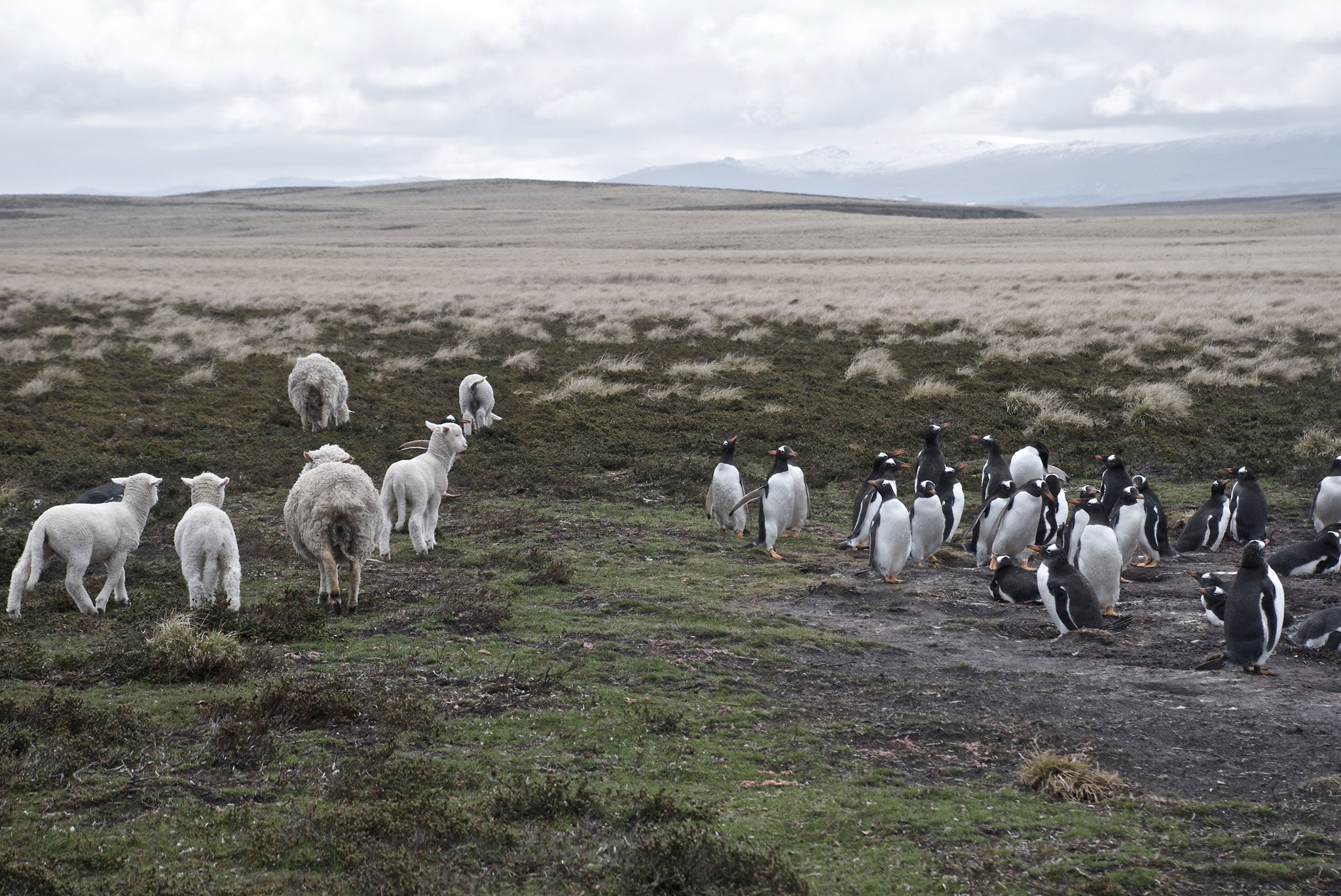 Sheep and penguins near Berthas Beach