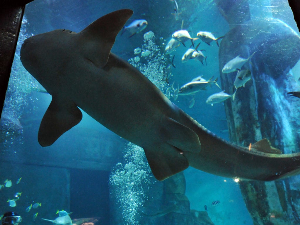 A nurse shark