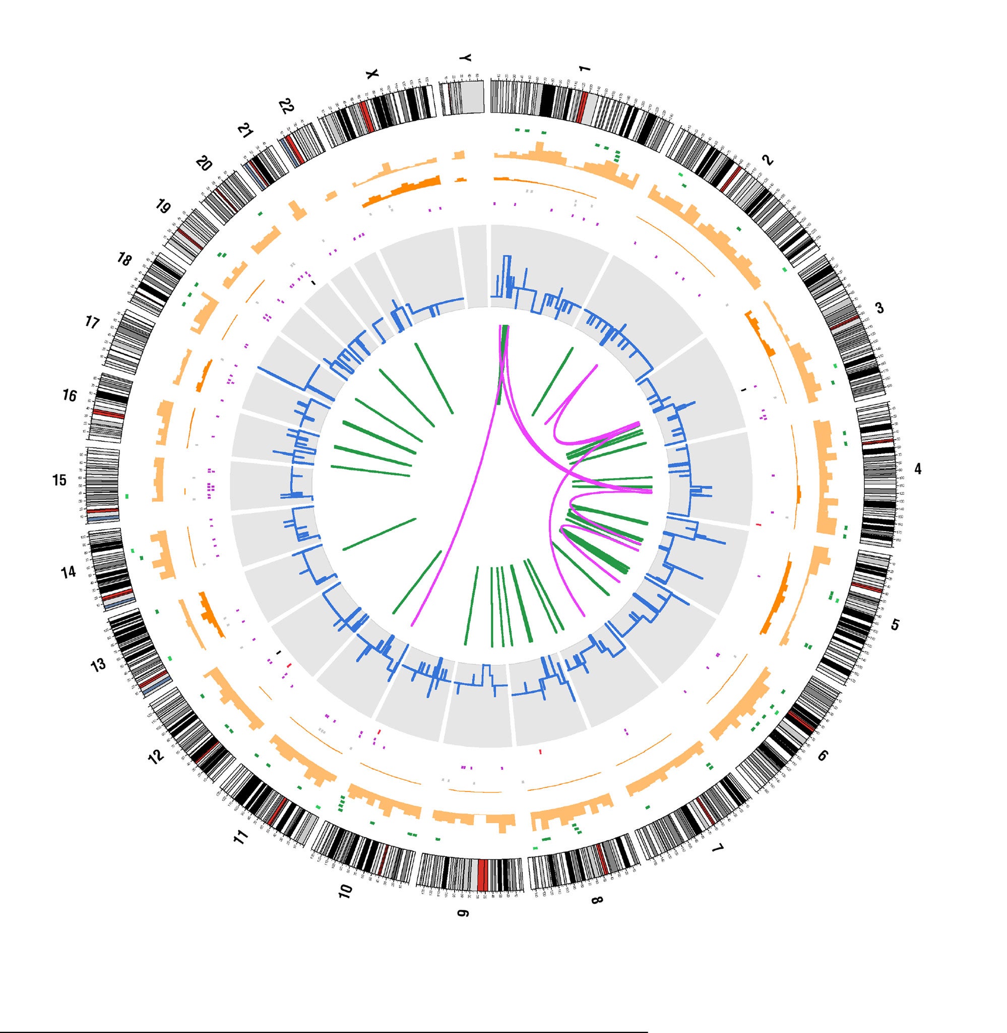 Mutations in a small-cell lung cancer genome. The colours in the centre represent different types of genetic change in each of the 23 pairs of chromosomes