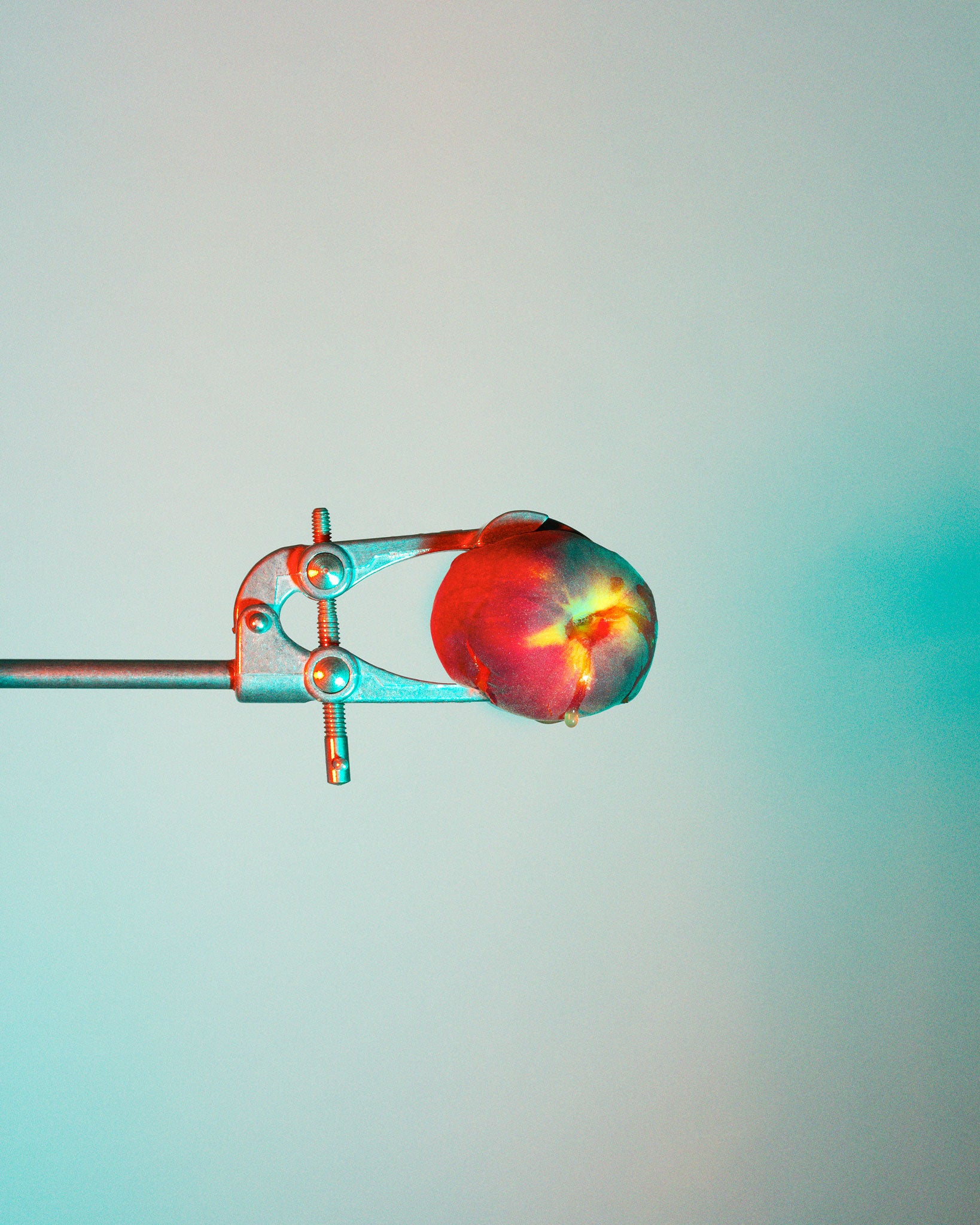 McCabe's shots are inspired by looking at Dutch still-life paintings at the National Gallery