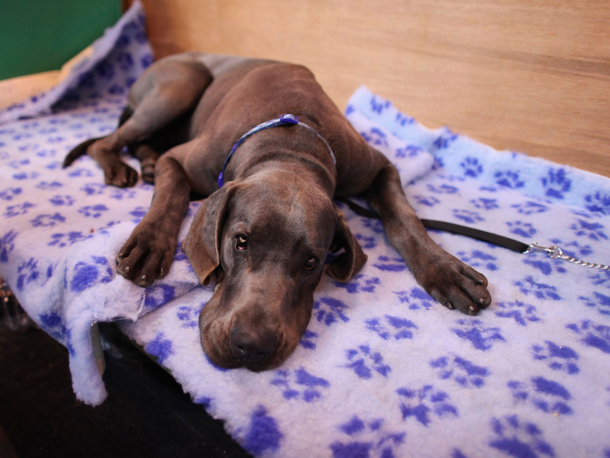 A Great Dane dog rests in its stall after judging on the second day of the annual Crufts dog show at the National Exhibition Centre on March 11, 2011 in Birmingham, England. During this year's four-day competition nearly 22,000 dogs and their owners will vie for a variety of accolades, ultimately seeking the coveted 'Best In Show'.