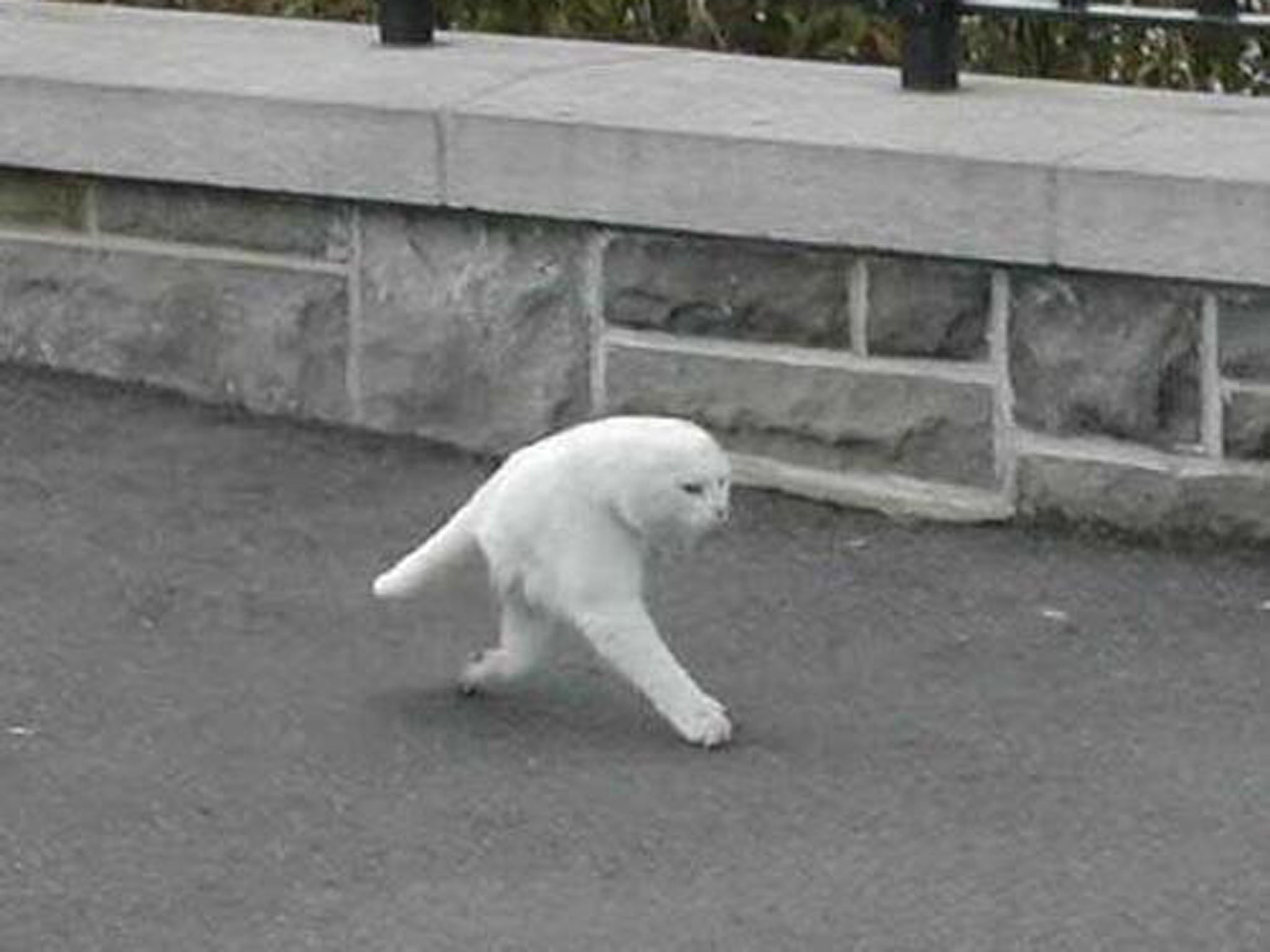 The image of the half-cat posted on imgur yesterday, claiming to be the result of a Google Street View glitch