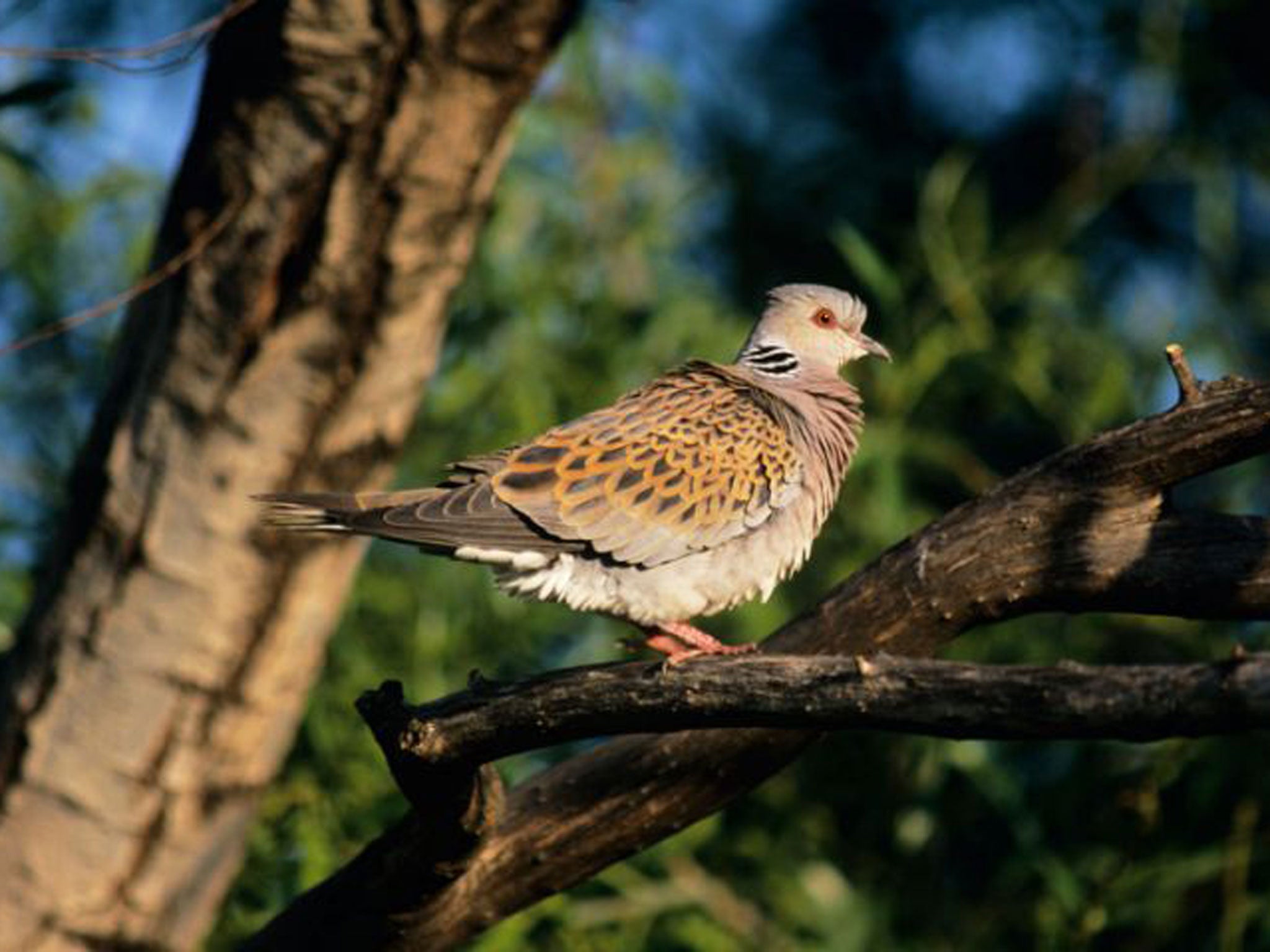 Turtle Dove Streptopelia turtur spring migrant Kent UK