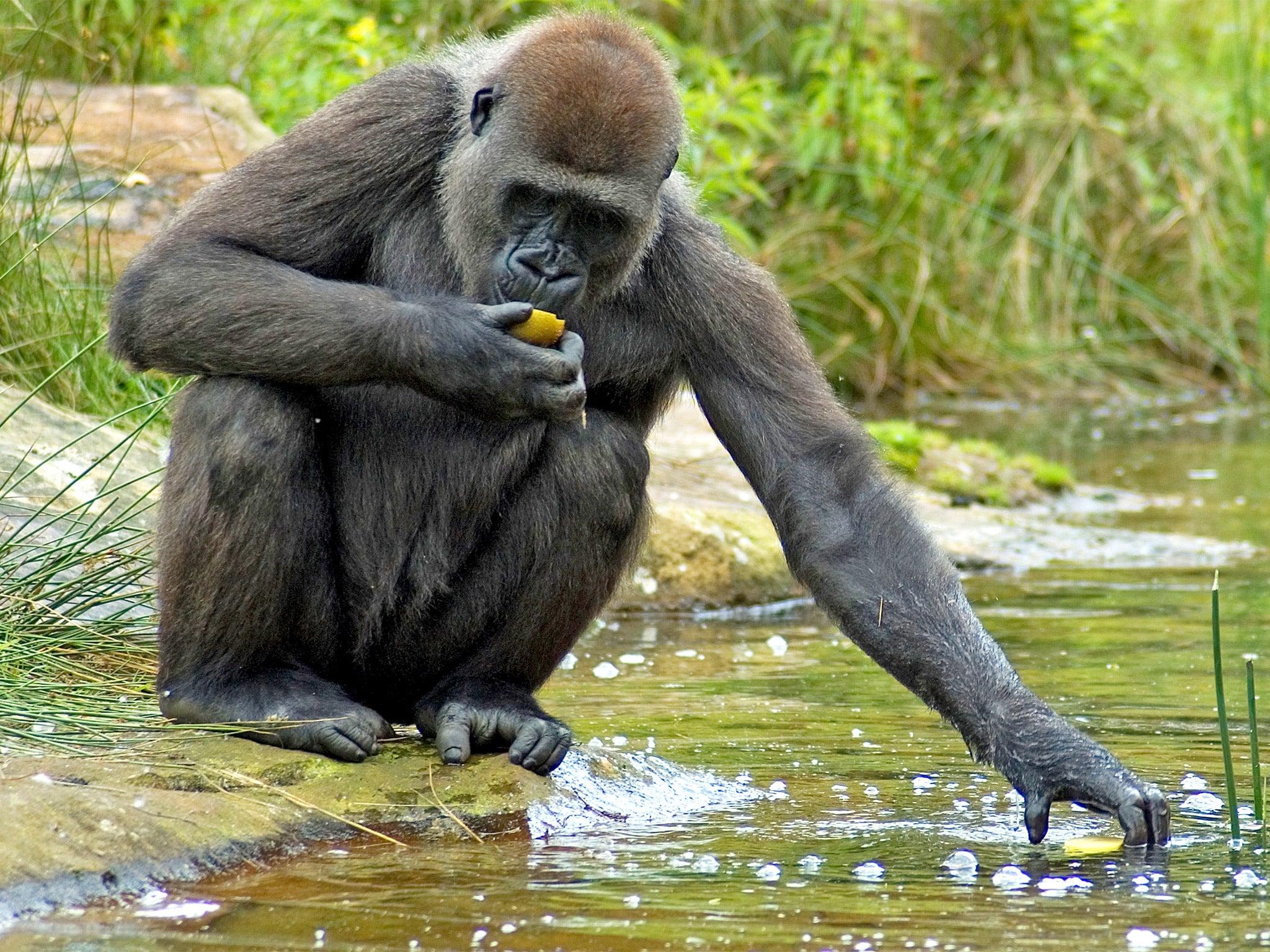 Humans have thick skulls and dense bones - unlike modern apes, but in common with shallow diving mammals such as manatees and walrus