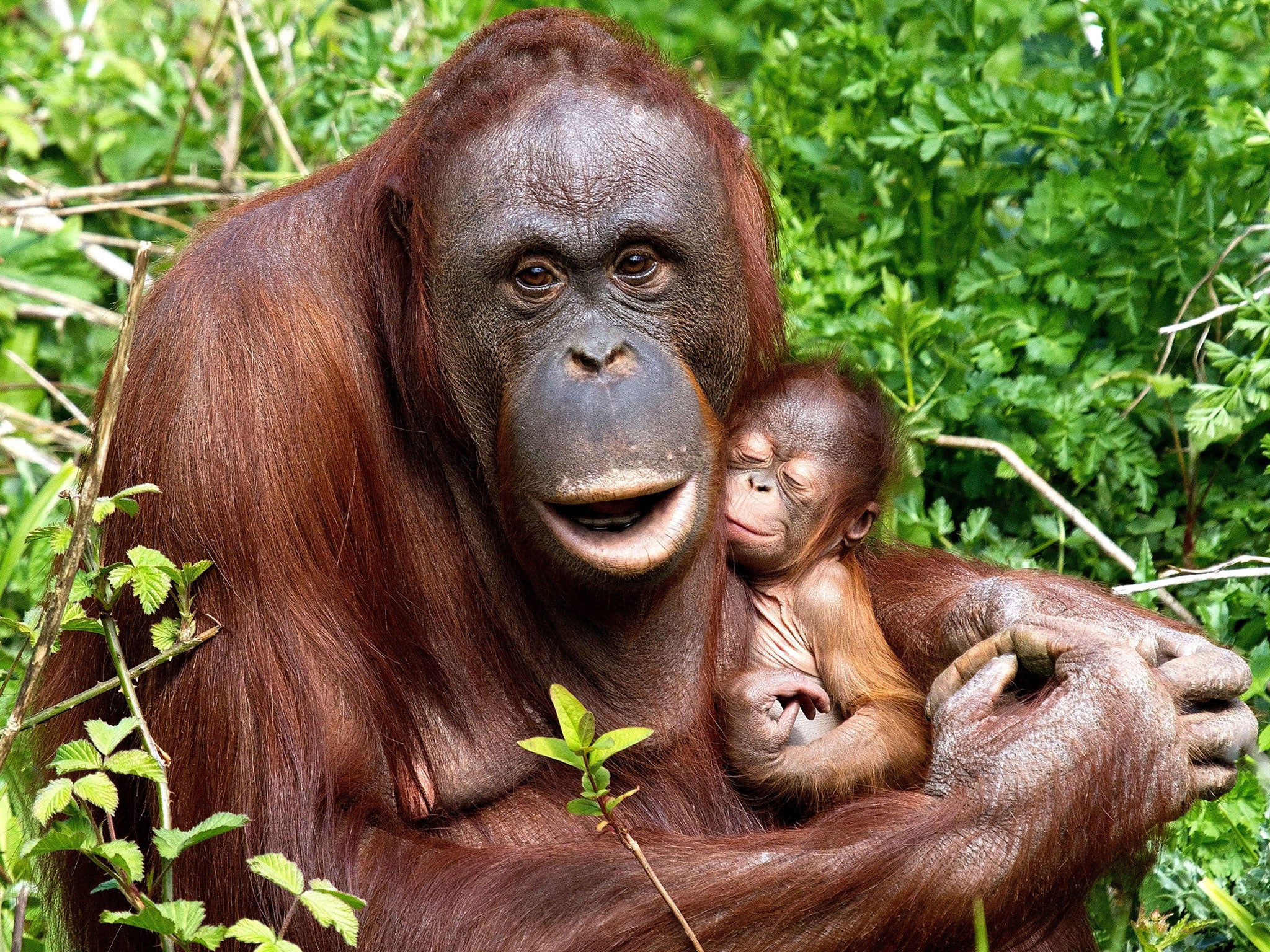 A female baby orangutan born at Paignton Zoo last year with her mother - the poor thing would now only get to eat bananas as a treat or if she is unwell