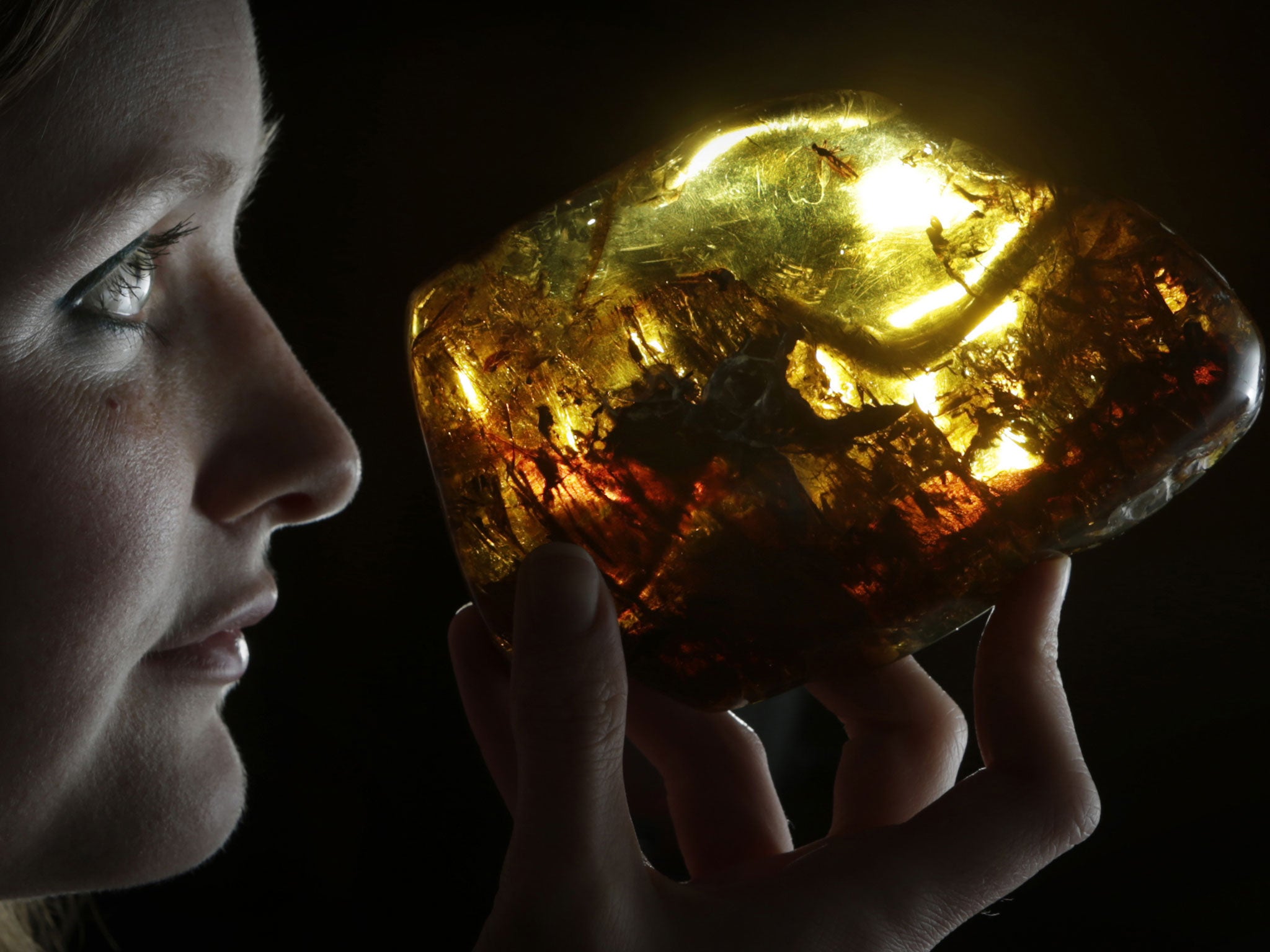9 May 2013: Esme Haigh from National Museum Scotland holds a 15-20 million year old piece of Mexican amber with a wasp inclusion on view at the Amazing Amber exhibition. The exhibition coincides with the 20th anniversary of the release of the blockbuster film Jurassic Park that featured a mosquito trapped in amber from which dinosaur DNA was supposed to have been taken. In recognition of the anniversary, the exhibition will display the cane, with its replica mosquito in amber