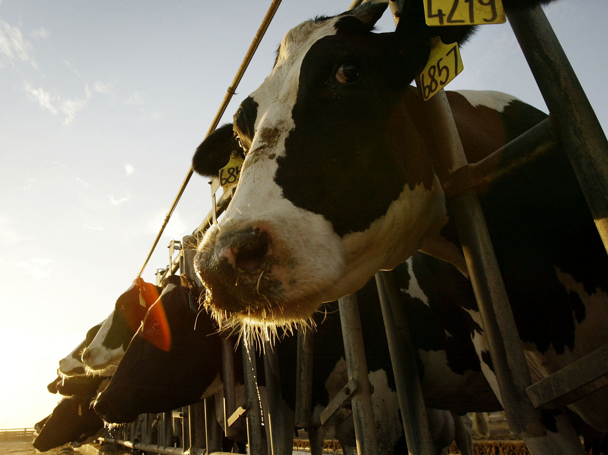 Dairy cattle line up to feed on August 12, 2004 near the town of Lamont, southeast of Bakersfield, California.