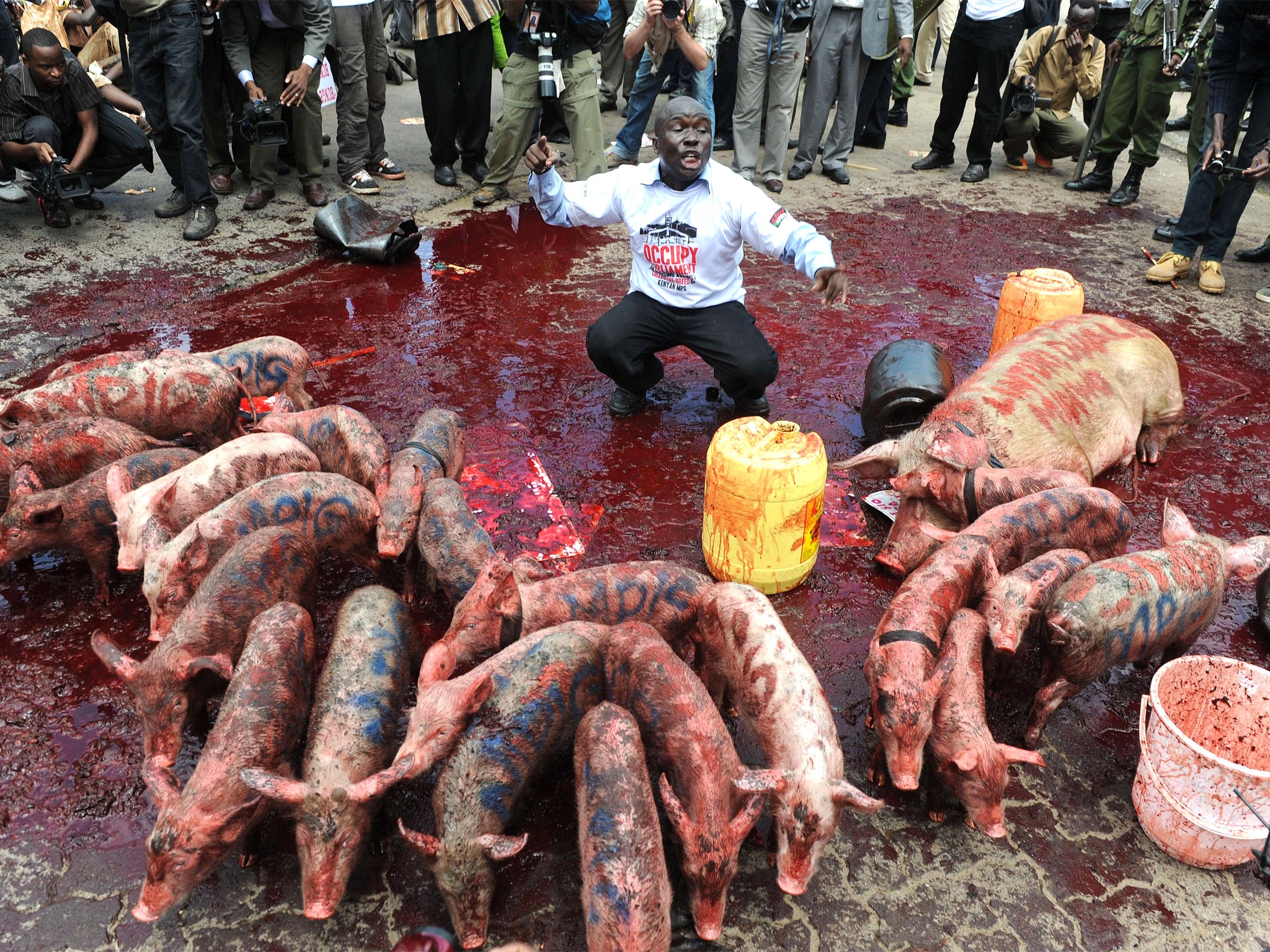 Kenyan demonstrators released piglets at the gates of parliament and poured blood on the pavement to protest against wage demands by newly elected members of parliament