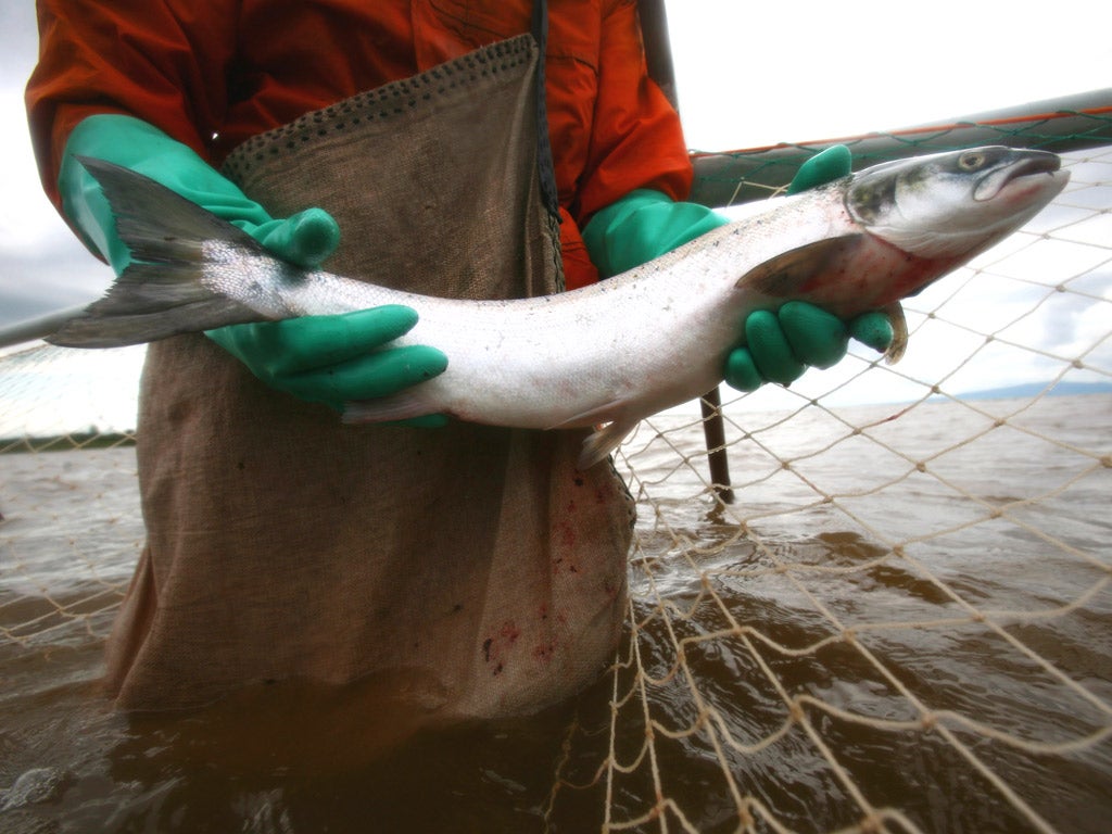 The practice of discards allows fleets to net quantities of fish exceeding their quota, then throw any unwanted dead fish overboard