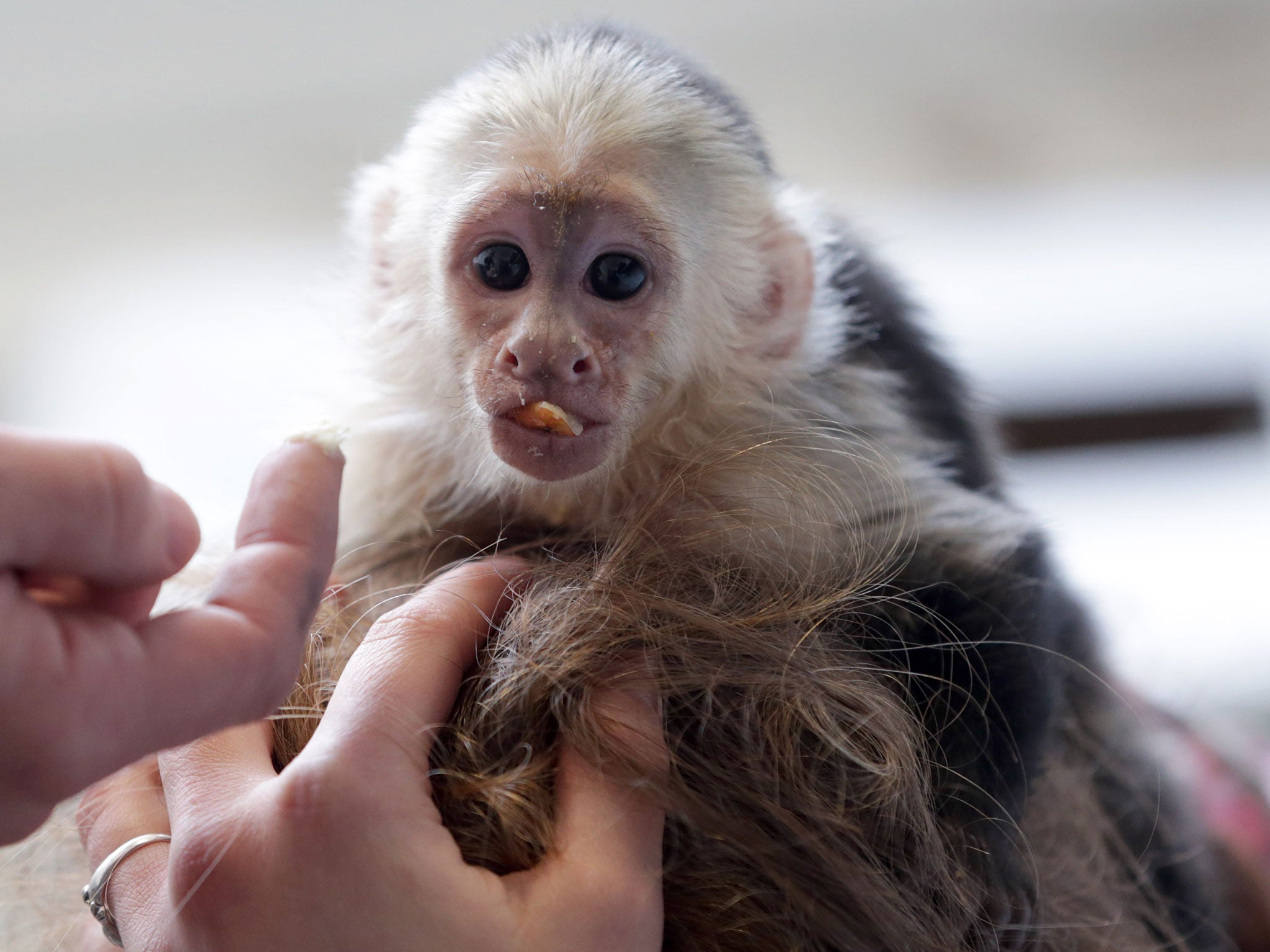 Mally, Justin Bieber's capuchin, is being cared for in an animal shelter