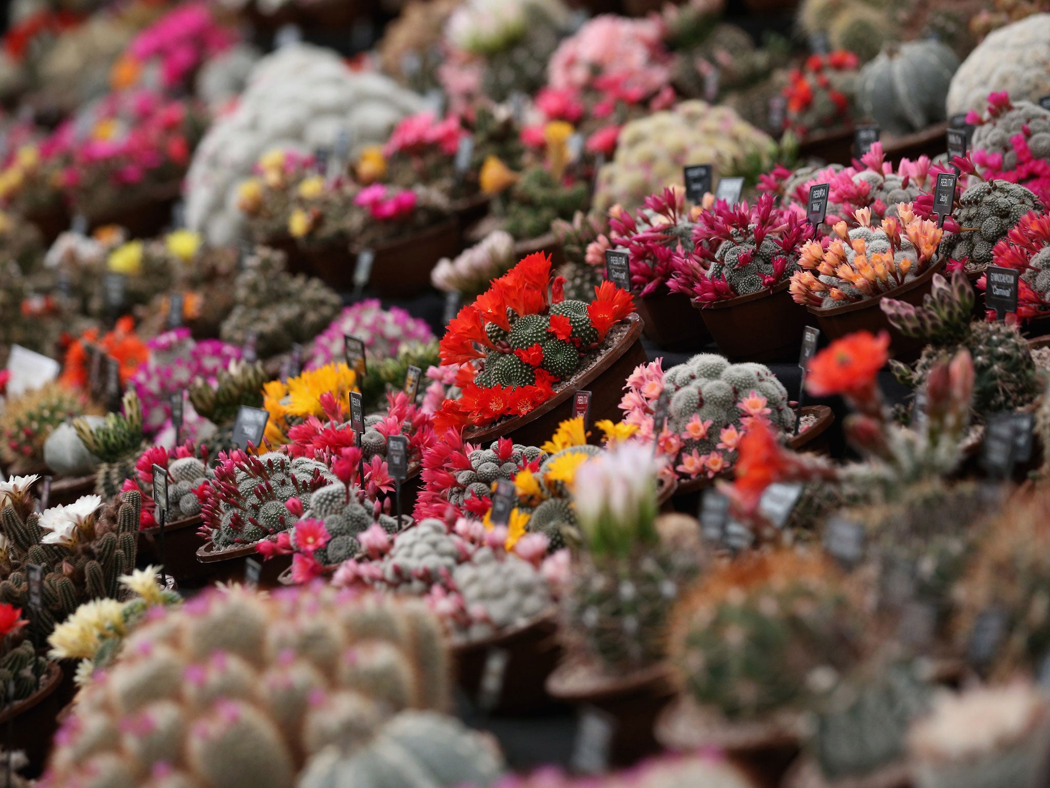 The damaged cacti were part of a rare collection