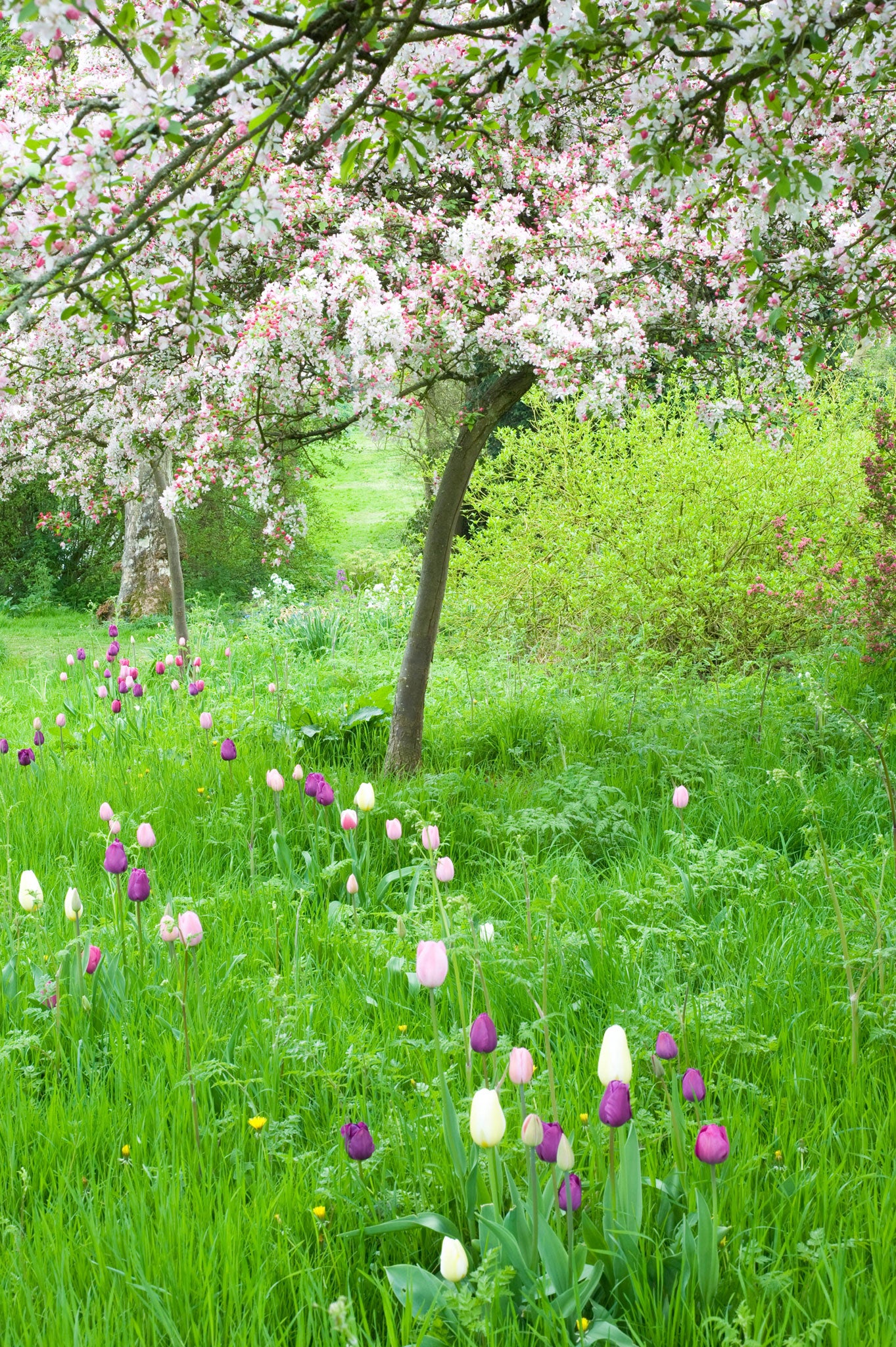 Crab apples in blossom and tulip varieties in full bloom are just some of the joys of this year's short-lived spring