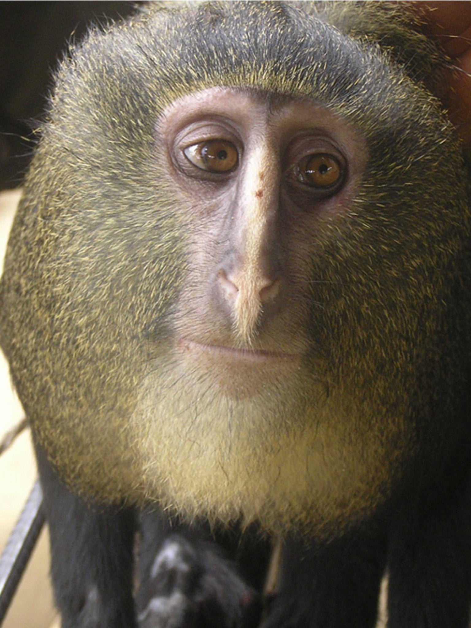 The lesula monkey or 'Cercopithecus lomamiensis' which was found in the Democratic Republic of the Congo