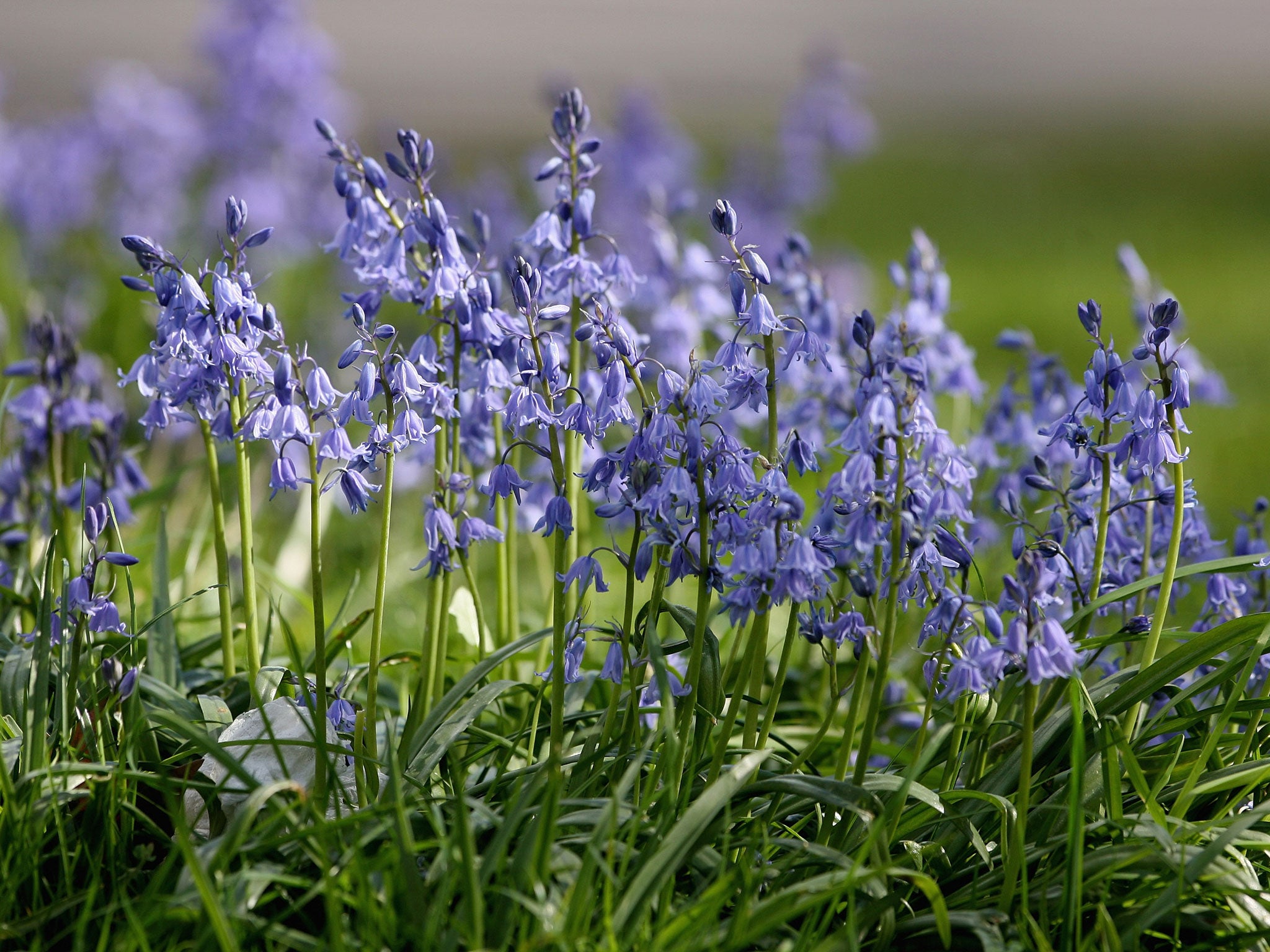 Tomorrow calls time on the coldest spring in more than 50 years