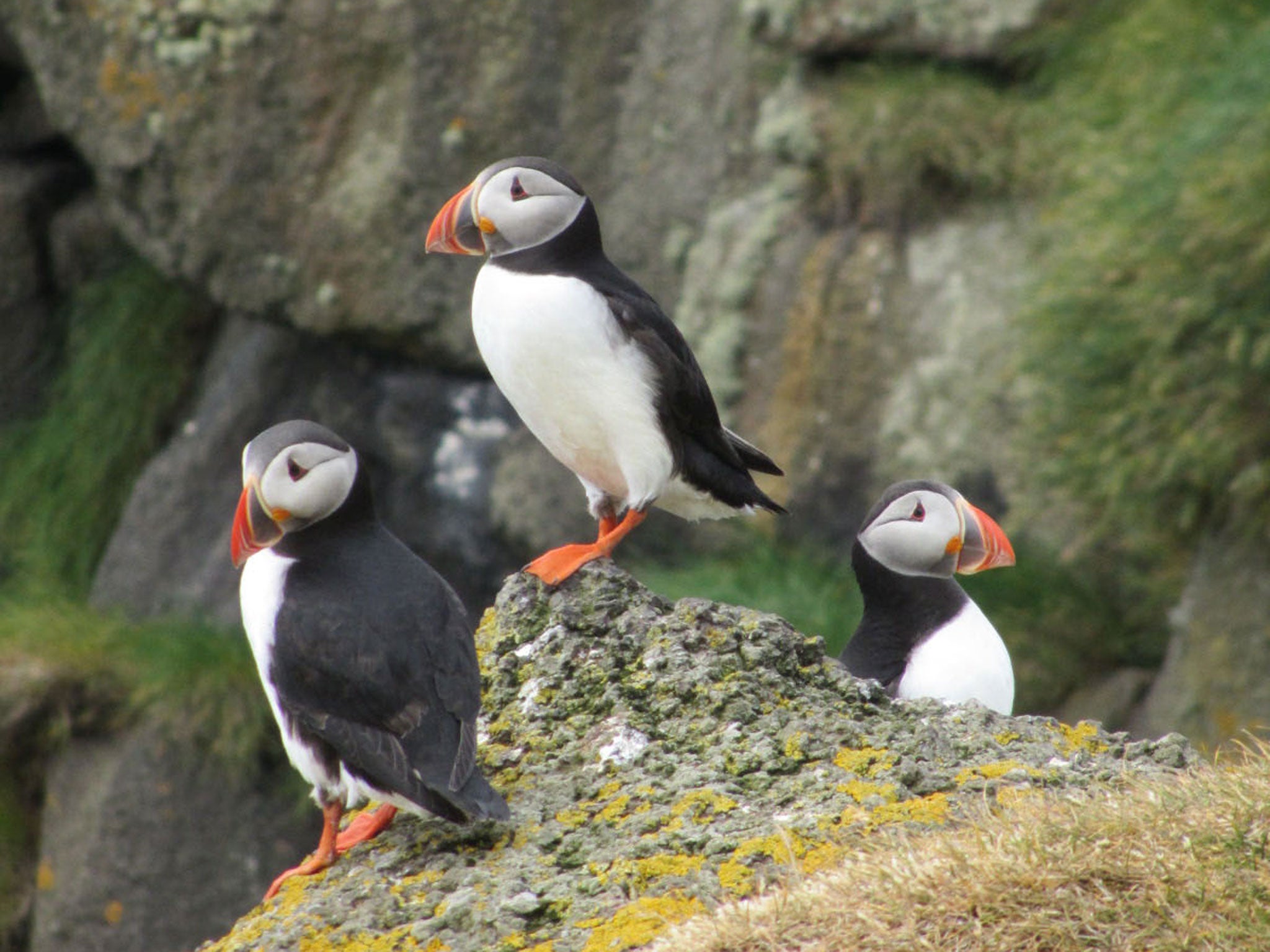The cliffs of Stora Dimun are home to puffins