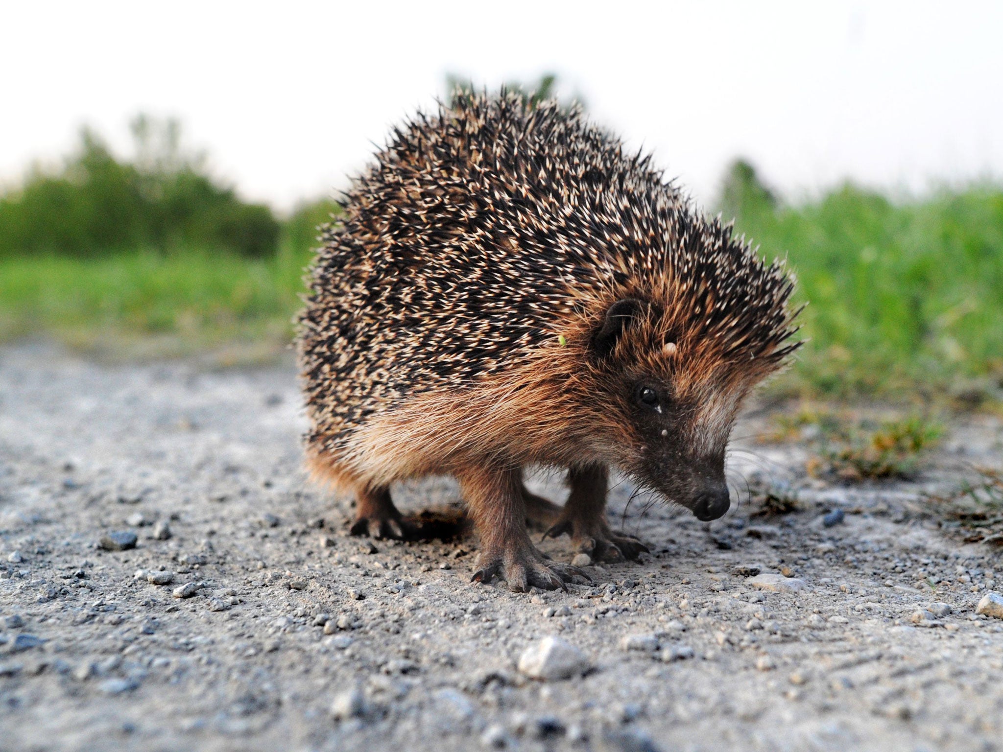 Champion: hedgehog wins vote to find nation's natural emblem