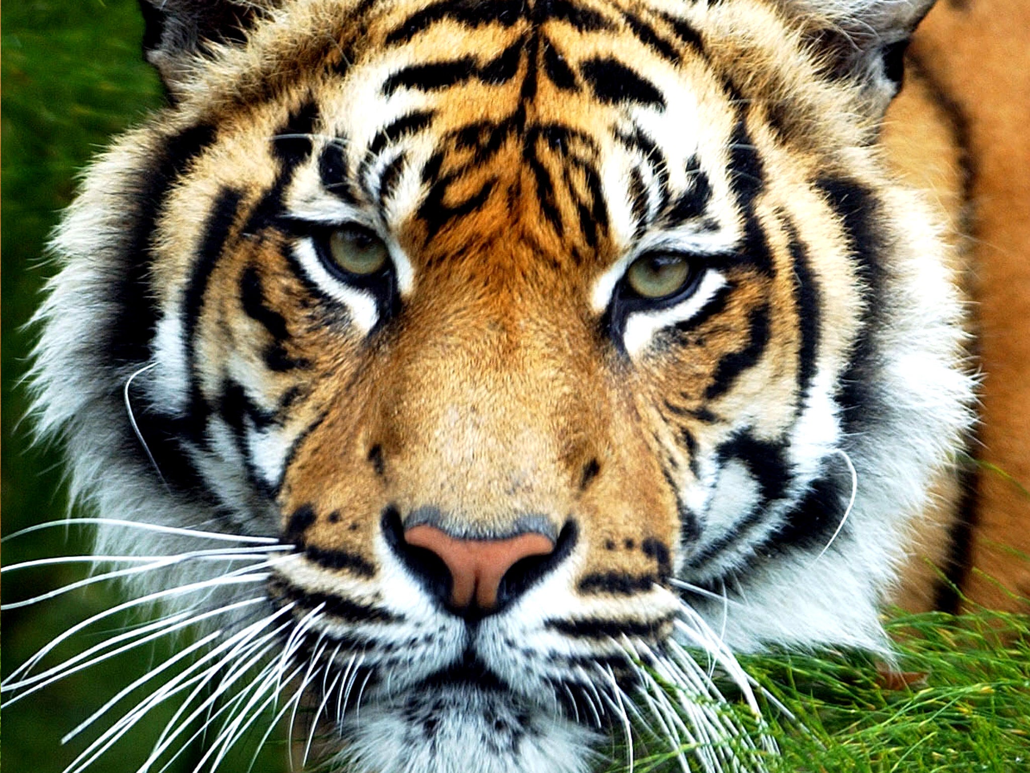 A Sumatran tiger like the one that killed Sarah McClay at South Lakes Wild Animal Park