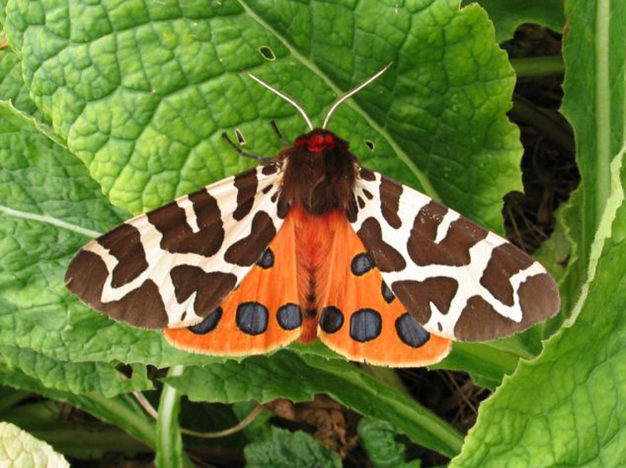 Undated handout photo issued by the Butterfly Conservation of a Garden Tiger Moth, as numbers of larger moths have tumbled over the past 40 years, with three species going extinct in the last decade, a report has revealed.