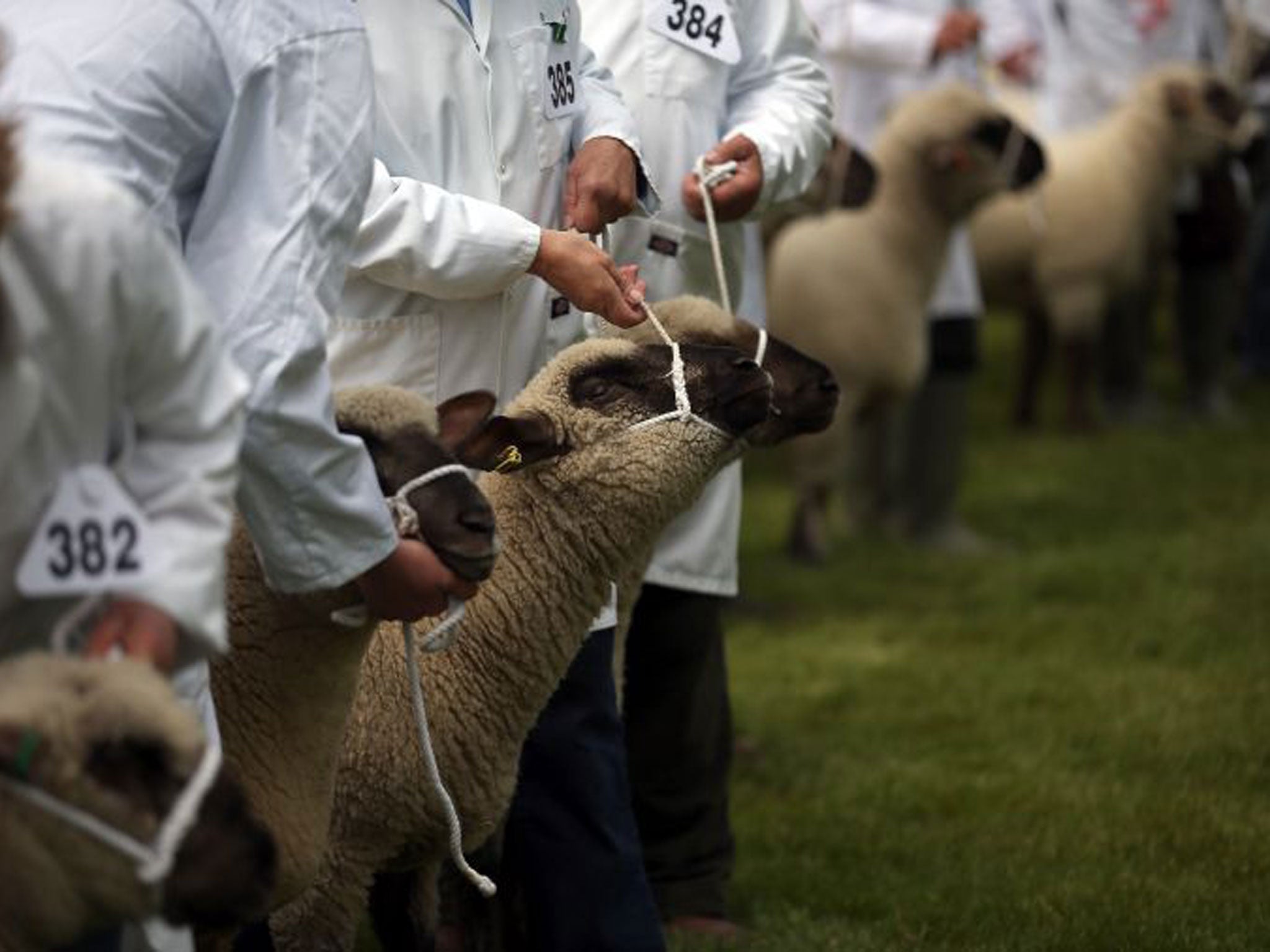 Sheep at the Royal Bath and West Show are judged on the opening day of the show