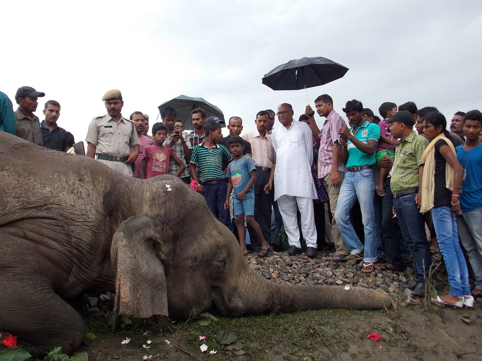Indian villagers gather near the carcass of an elephant after it was hit by a train