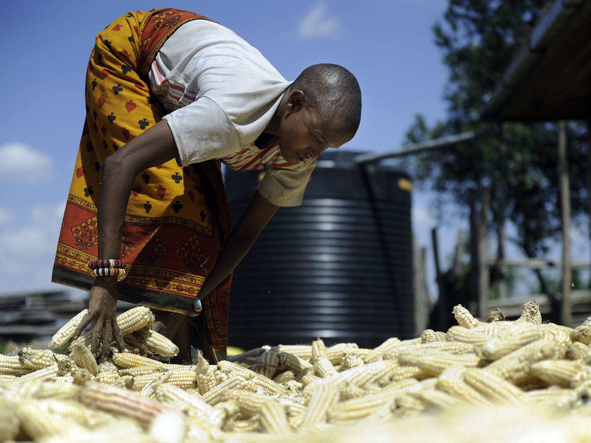 Restrictive laws on biotechnology, stemming from European pressure, cast a ‘dark shadow’ over African farmers