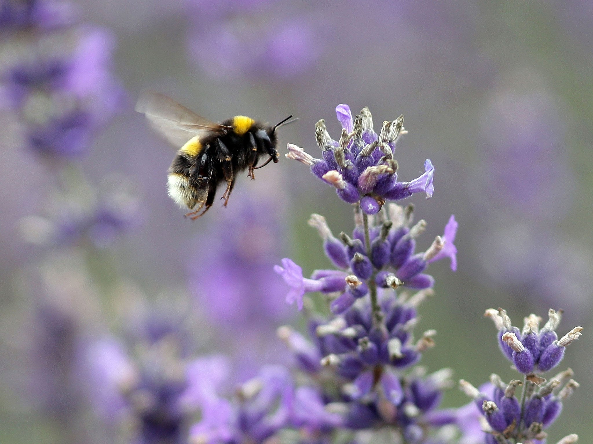 A bumblebee species that had become extinct in Britain will get a second chance when a new generation of queens is released in the south-east of England