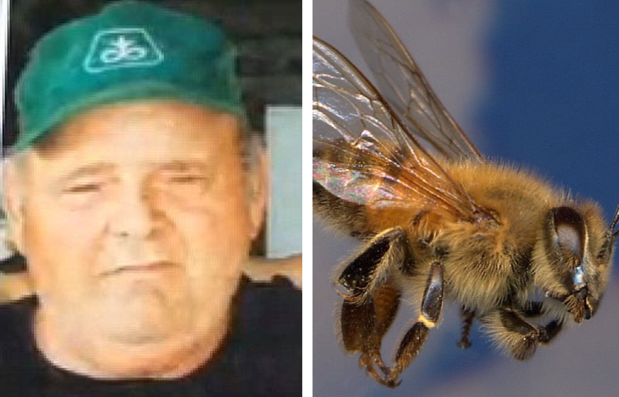 Larry Goodwin had been using a tractor to help a friend build a brush pile on Saturday afternoon when he disturbed a large Africanized honey bee hive concealed in a chicken coop.