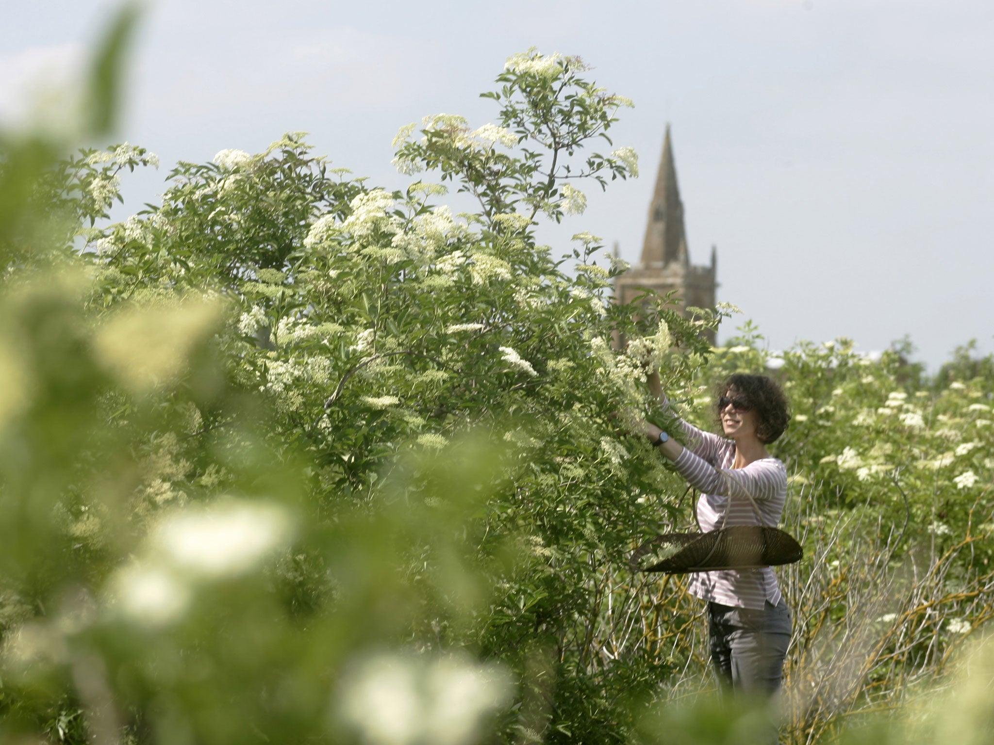 Bloom time: harvesting elderflowers to make Belvoir cordial at the company's farm in Lincolnshire