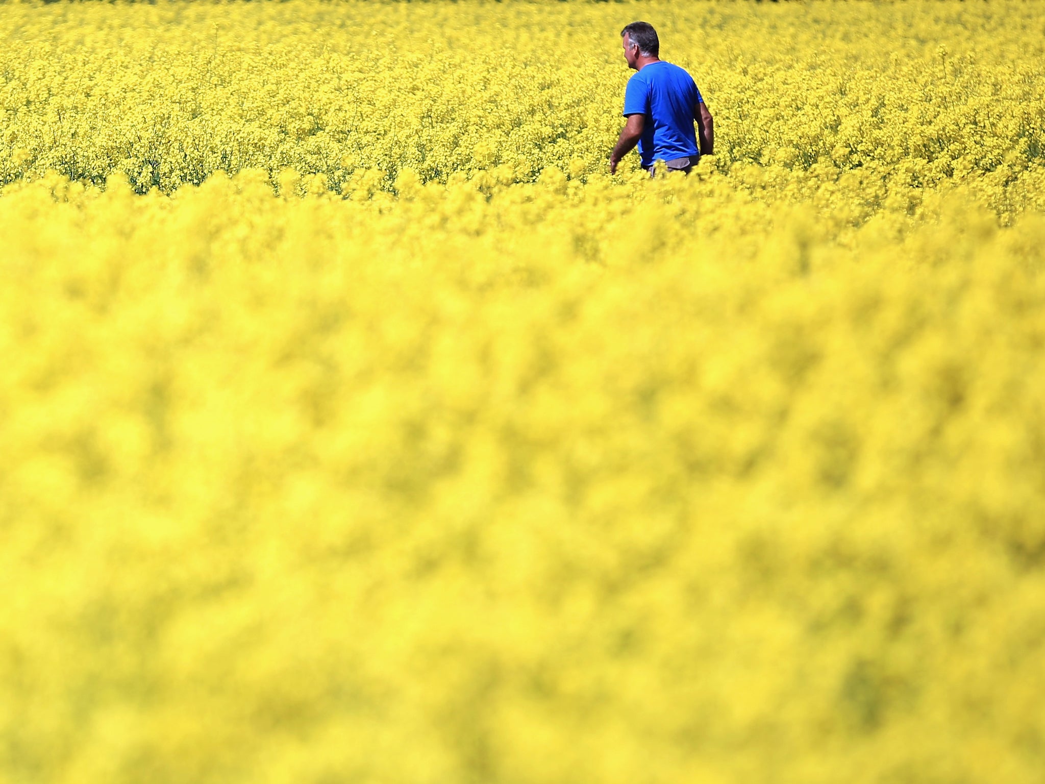 A lovely summer scene unless you suffer from hayfever: rapeseed blooms in a field near the village of Brewood in South Staffordshire