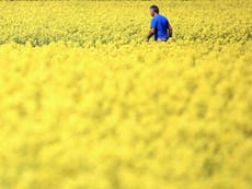 Thunder fever: Allergy sufferers warned over high pollen count