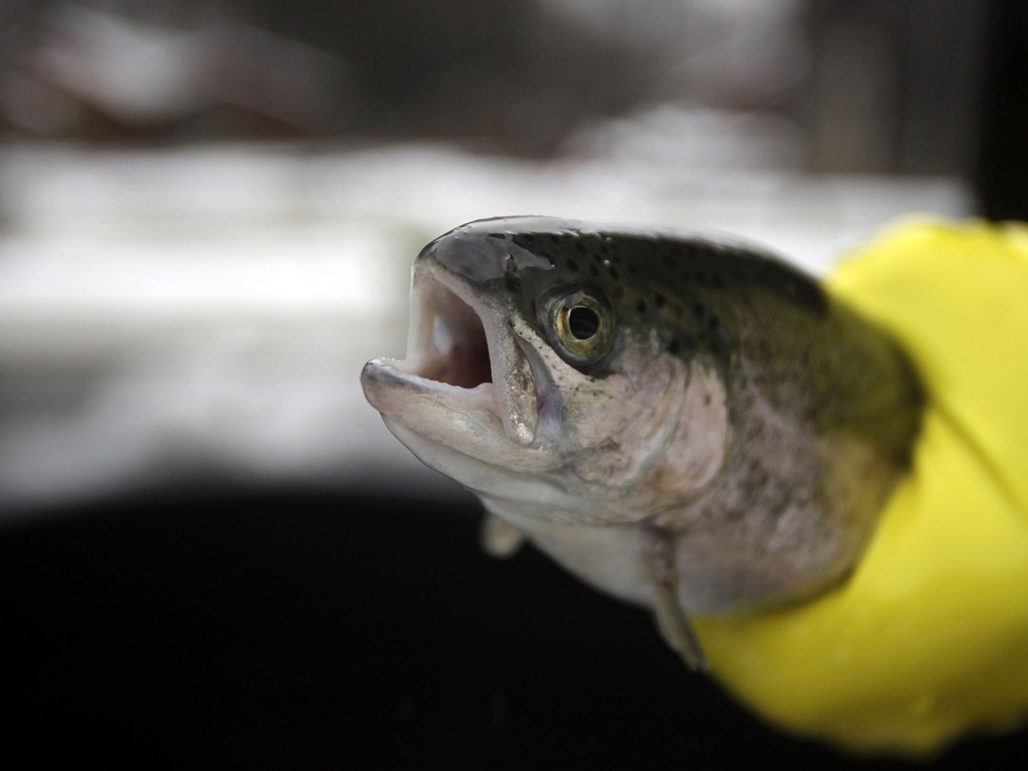 According to the HSE Myth Busters Challenge Panel, which was established to scrutinize decisions which use Health and Safety as a spurious justification, a customer wanted to purchase filleted trout in her local supermarket.