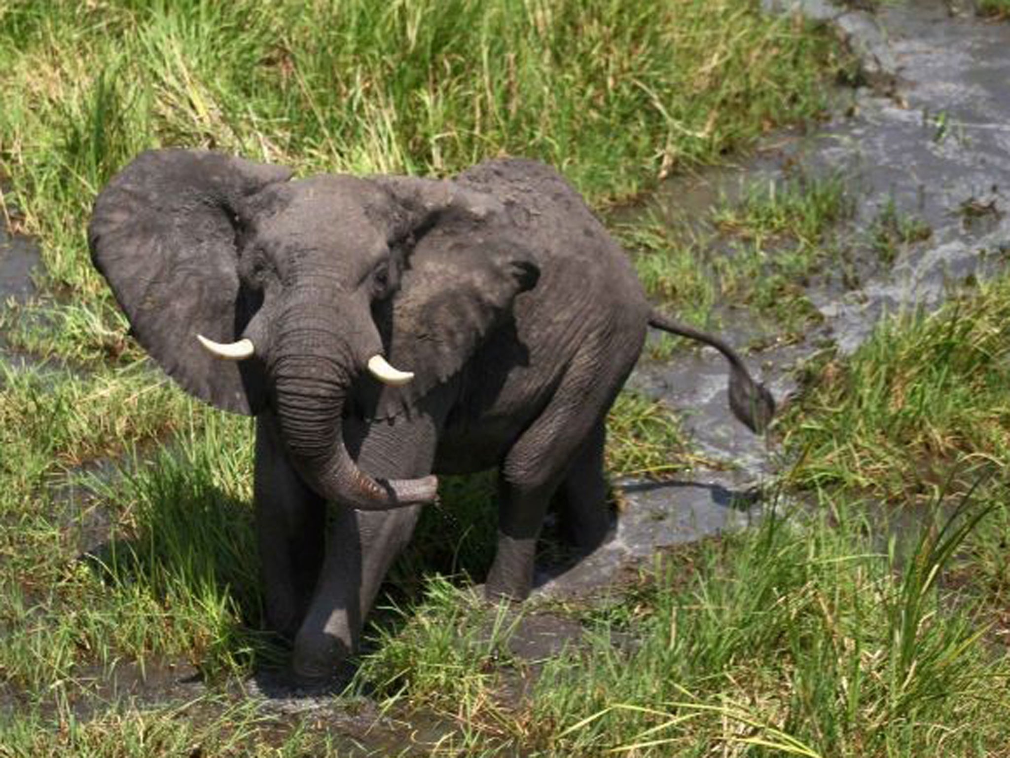 An adult male elephant looks up at a helicopter in a remote area of South Sudan, where the Wildlife Conservation Society (WCS) in partnership with South Sudan's Ministry of Wildlife Conservation and Tourism is attaching GPS-satellite collars to elephants