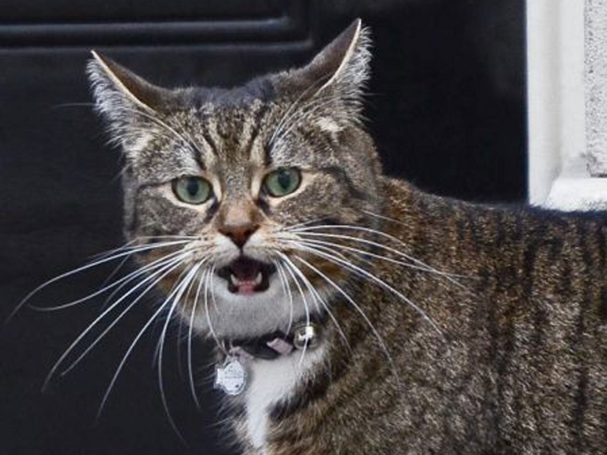 The Osbornes’ cat Freya on the prowl in Downing Street