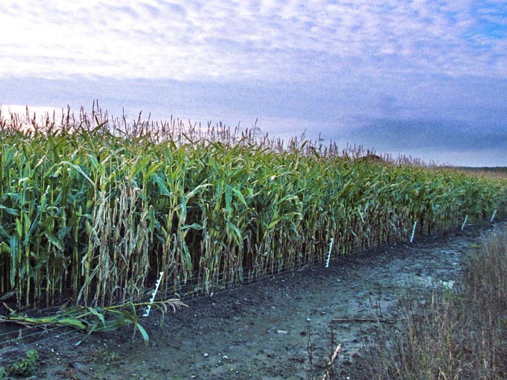 Genetically modified maize in Shropshire