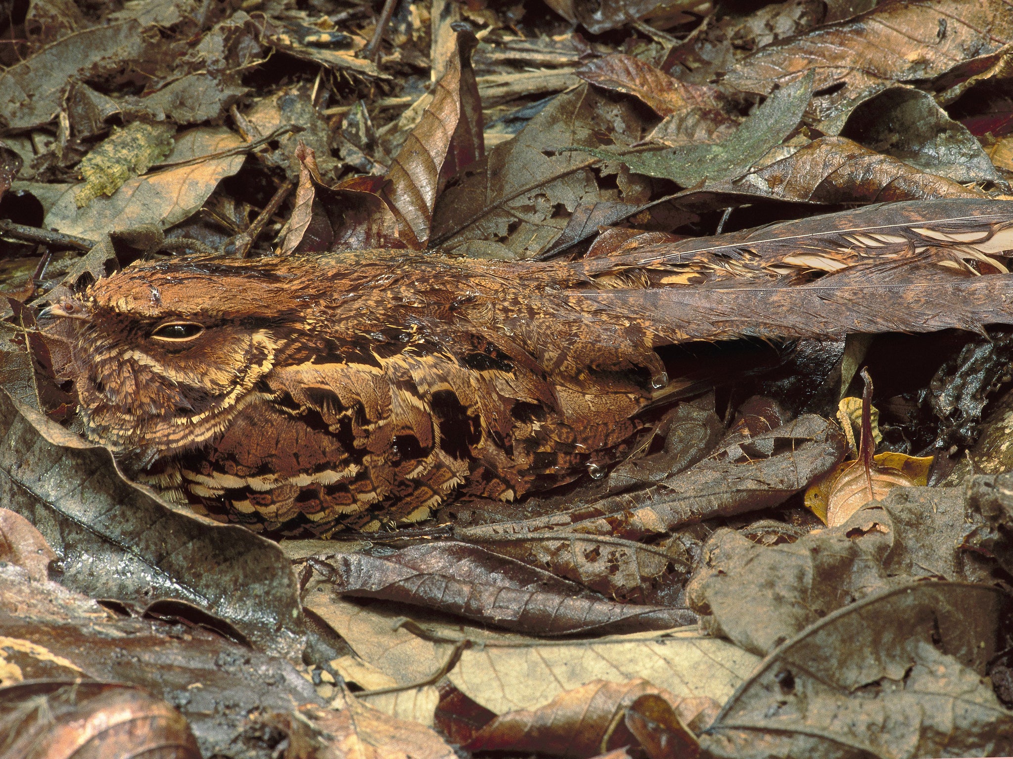 Spot the birdie - a well-camouflaged nightjar