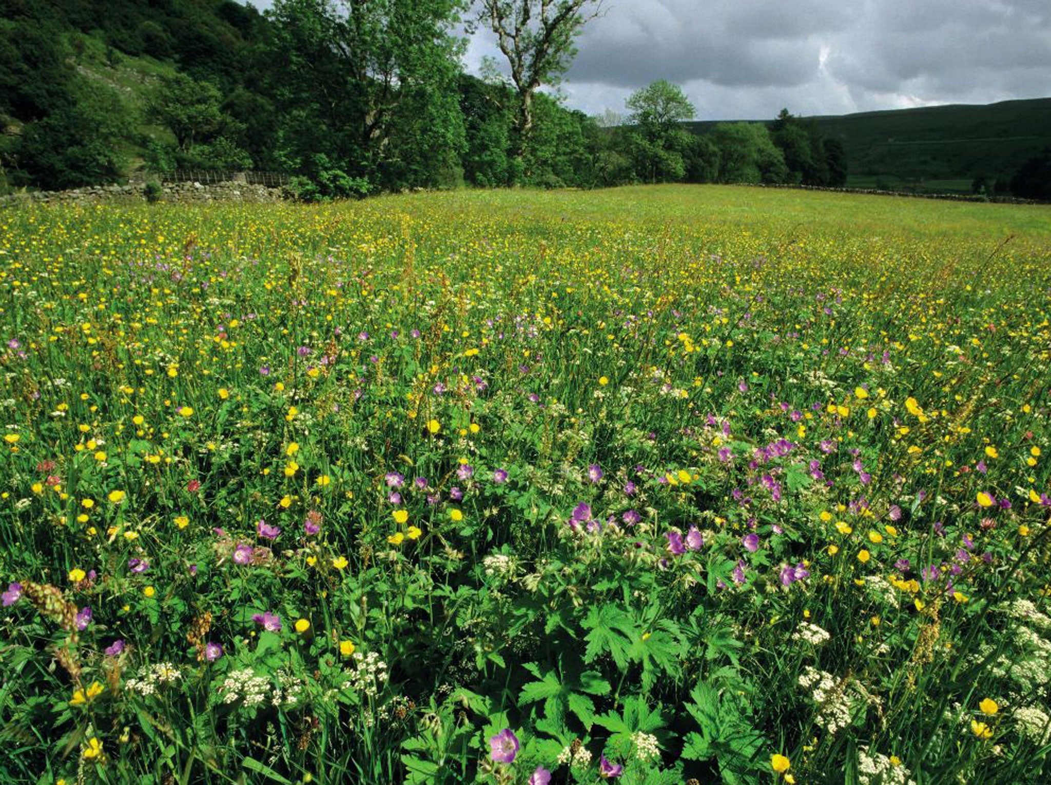 Flower meadow near Muker, York Dales. Press Image supplied by :Andrew Branson [andrew@britishwildlife.com]