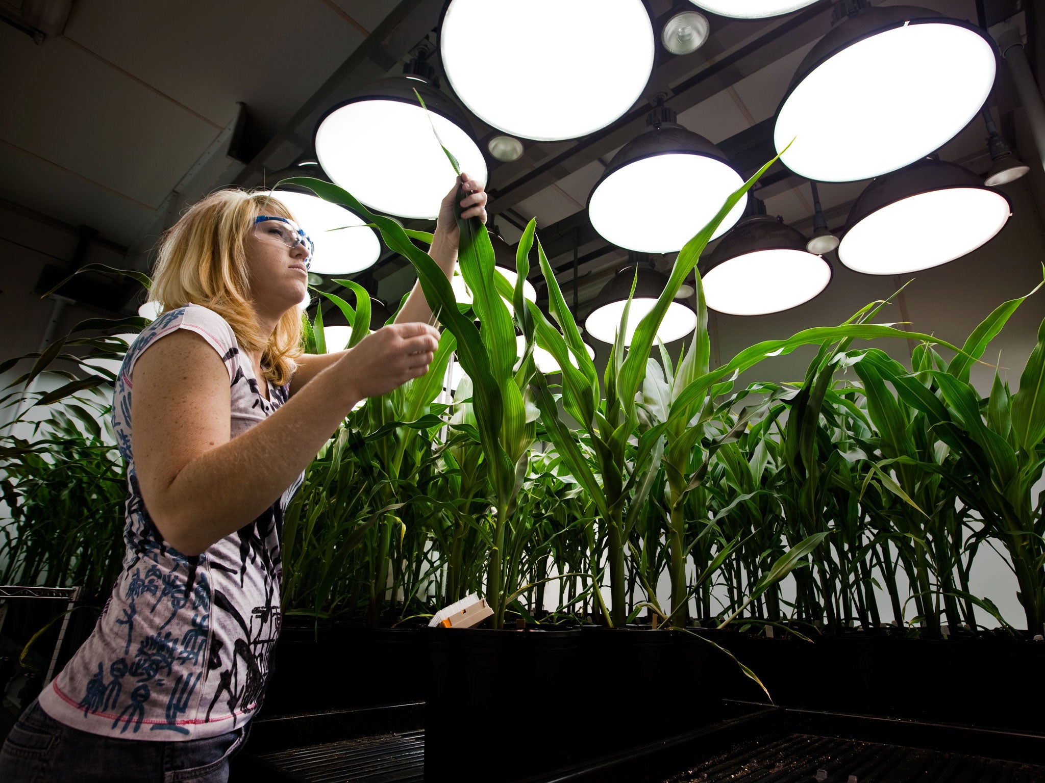 GM giant Monsanto experiments with worm-resistant corn