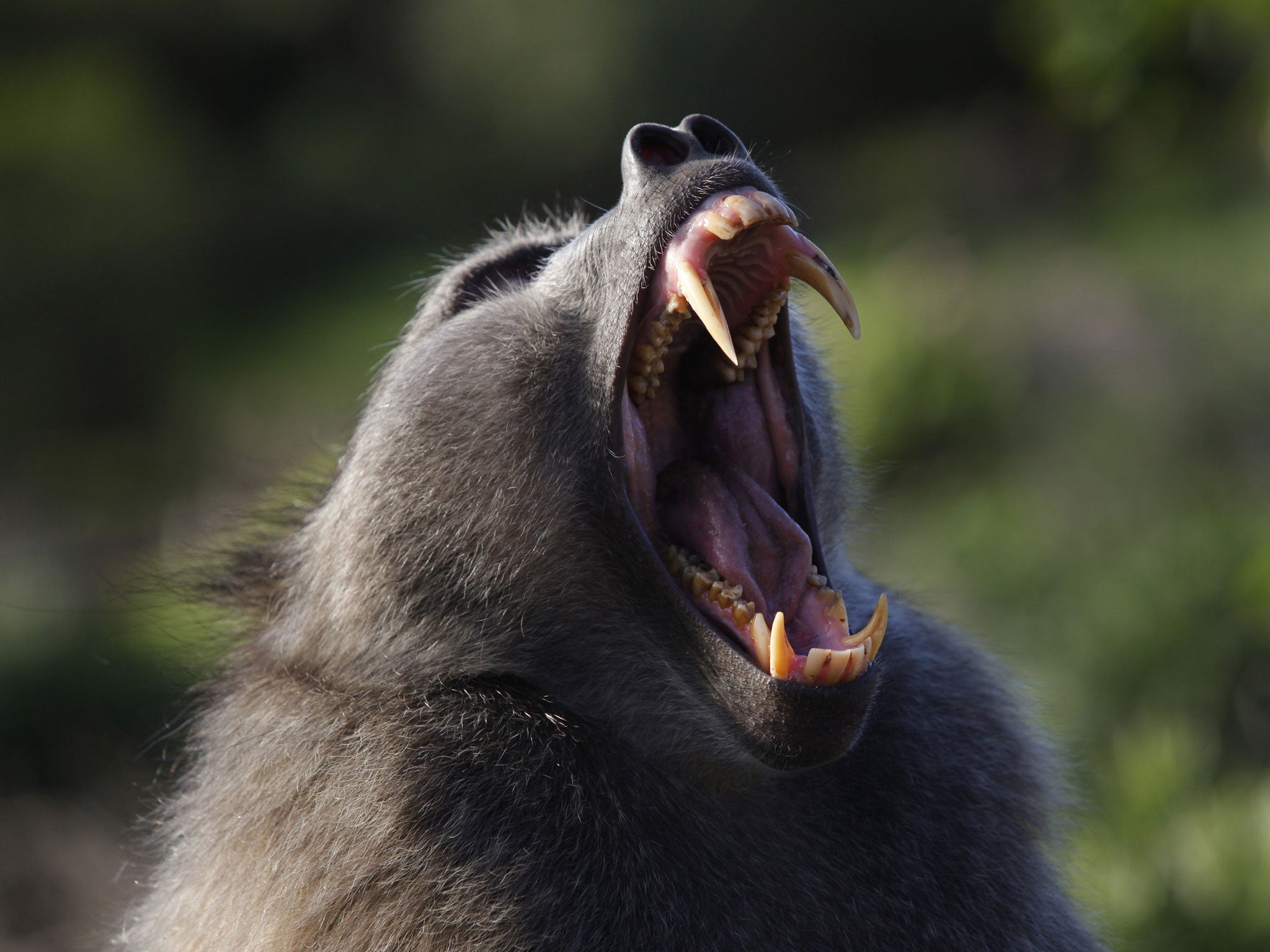 The adult male animal made a run for it after being forced out of its enclosure at Knowsley Safari Park in Merseyside by other males as it tried to protect its mate.