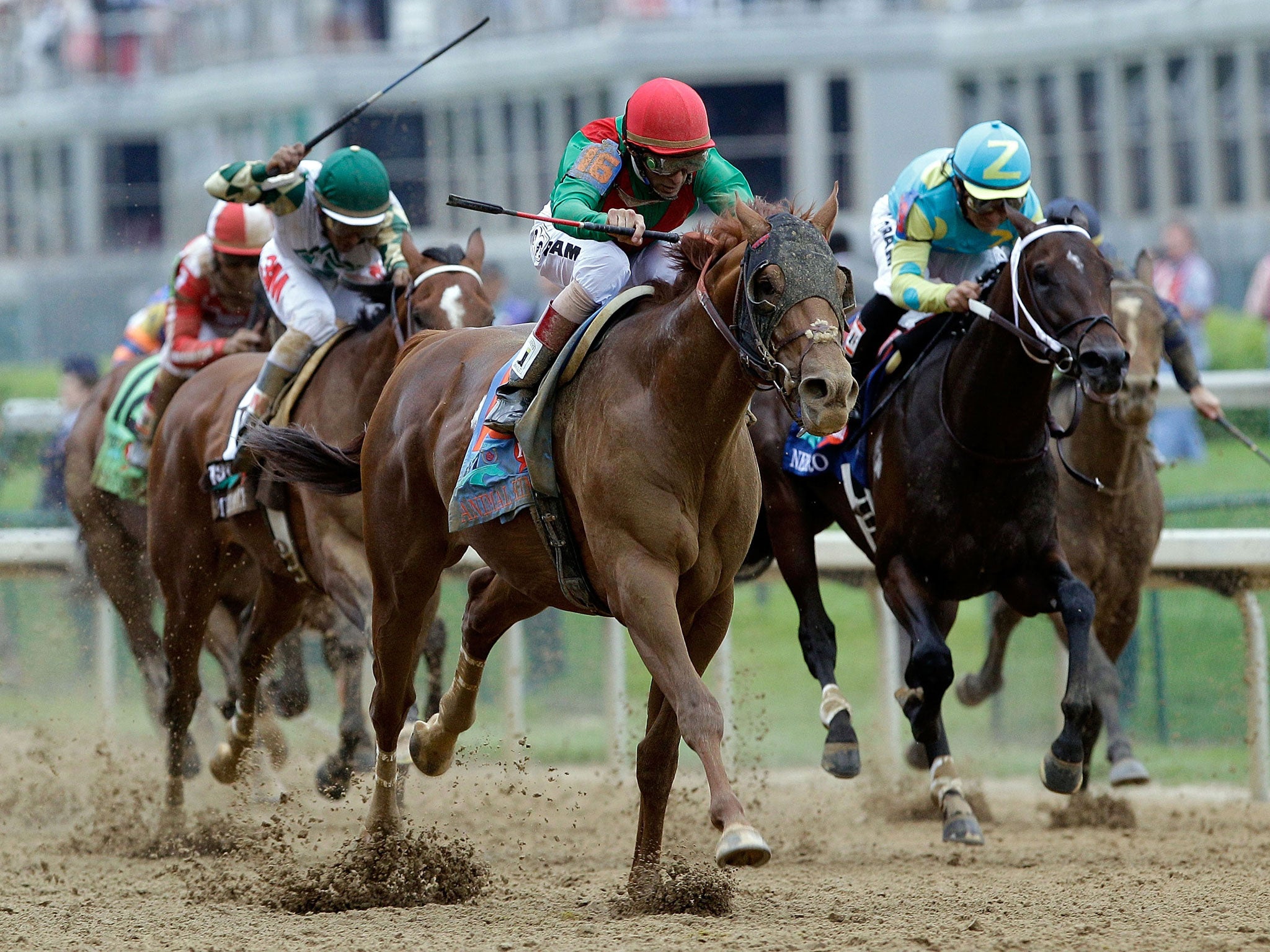 Animal Kingdom wins the 2011 Kentucky Derby.