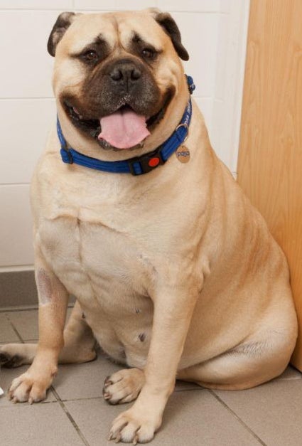 Mizzy the Bull Mastiff has joined the PDSA Fit Club to help him lose weight. The PDSA unveiled some of the most obese animals in the UK as it reveals the overweight pets taking part in its annual pet slimming competition who are collectively carrying around 30 stone in excess weight - equivalent to three middleweight boxers or over 200 bags of sugar. PRESS ASSOCIATION Photo. Picture date: Thursday June 6, 2013. Photo credit should read: