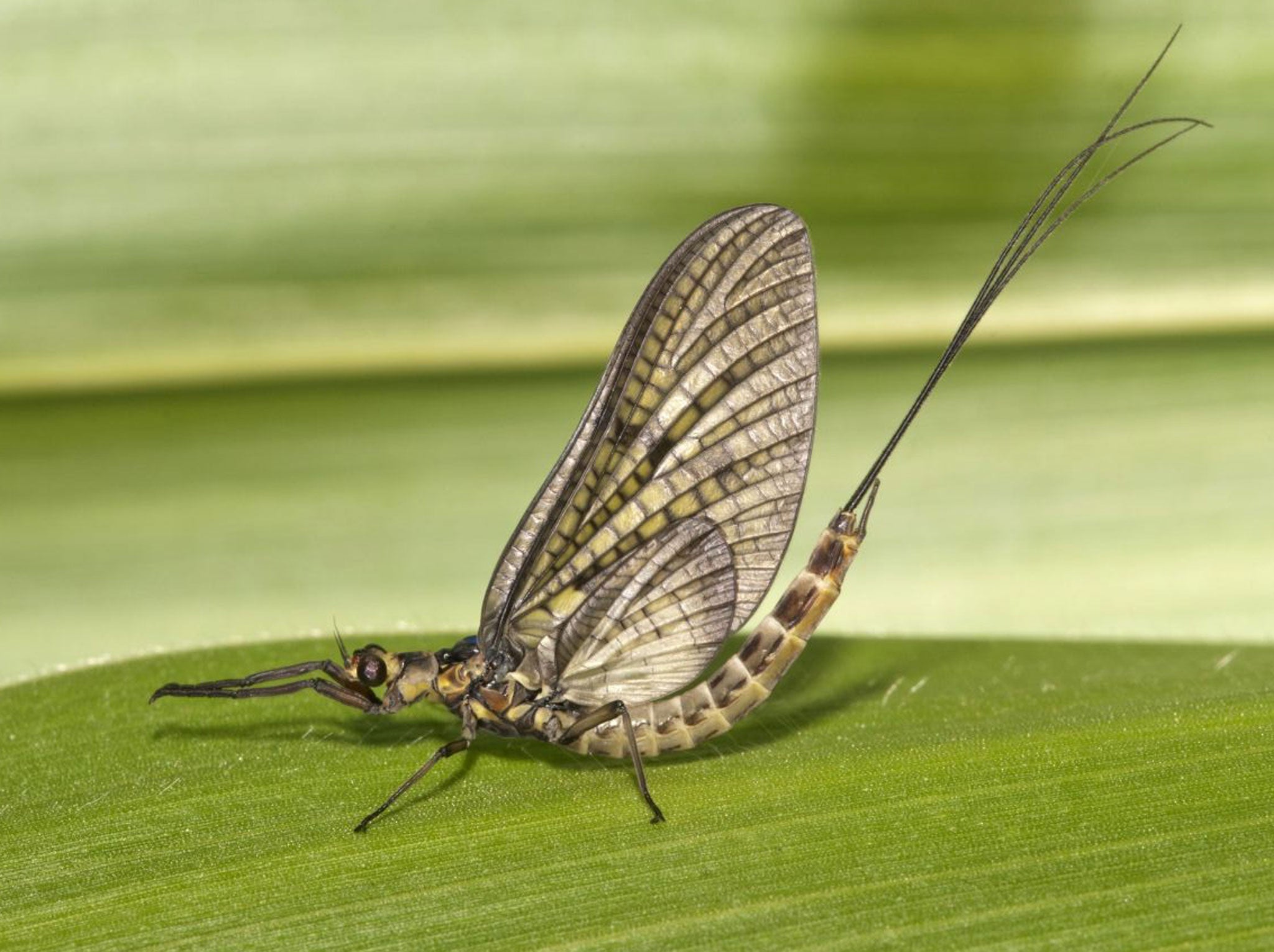 Photo by Image Broker / Rex Features (2044538a) Mayfly or Green Drake (Ephemera danica), Untergroeningen, Baden-Wuerttemberg, Germany VARIOUS