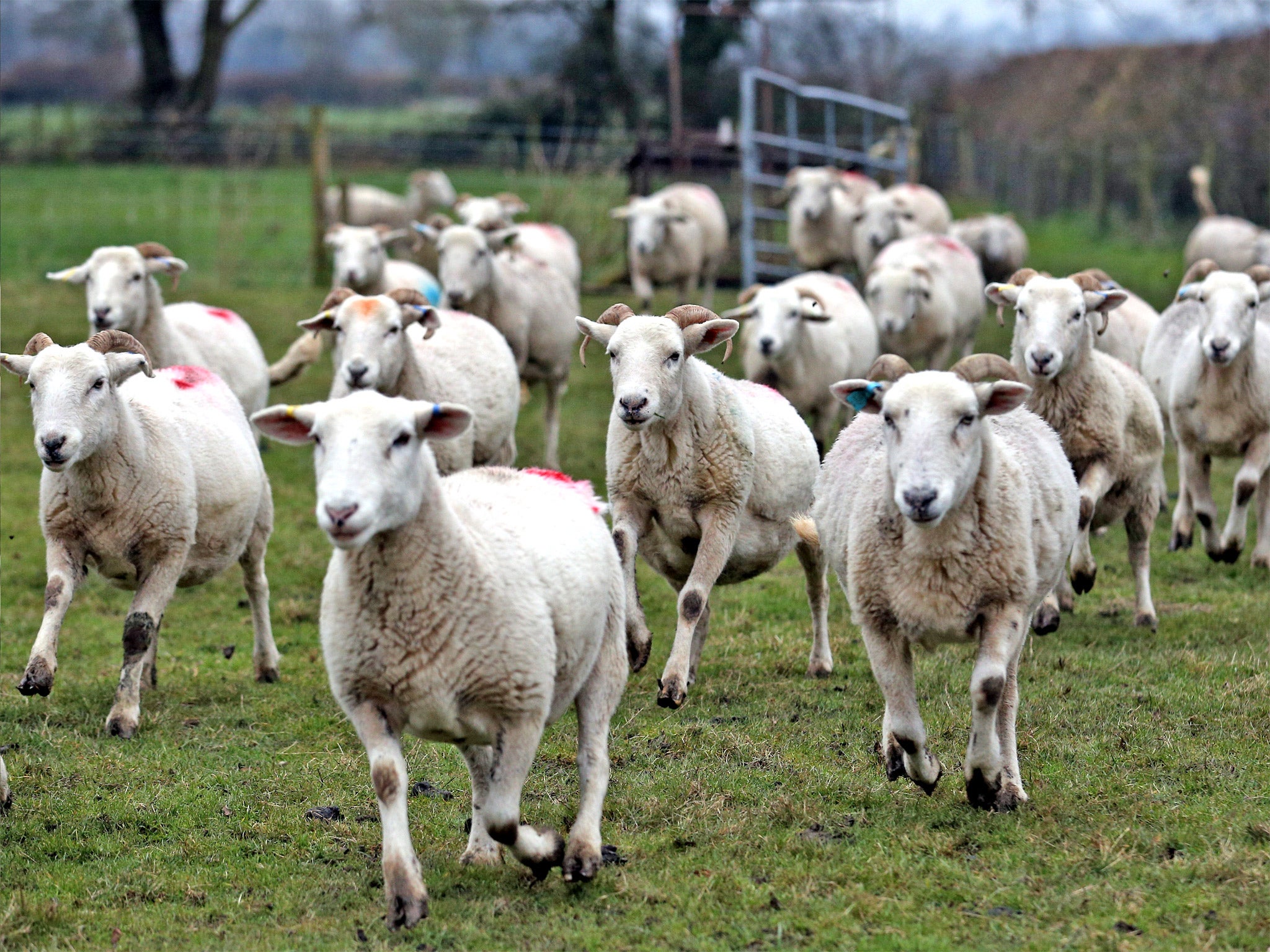 Pregnant ewes at a farm in the Wiltshire village of Edington